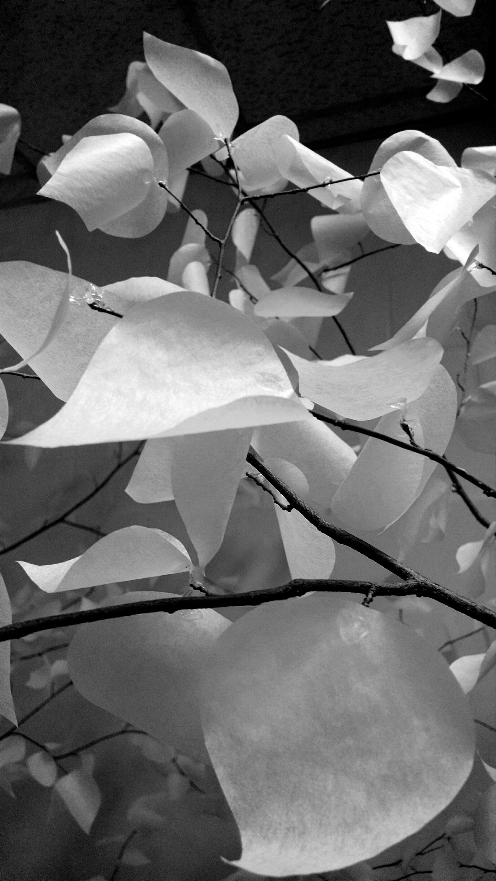 Motorola Moto X (1st Gen) sample photo. Art, leaves, paper, tree photography
