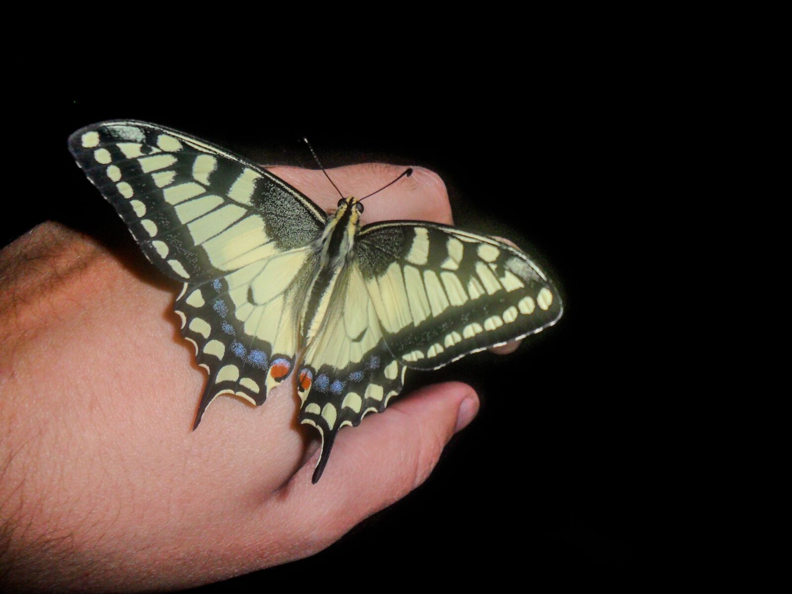 Samsung ES70, ES71 / VLUU ES70, ES71 /  SL600 sample photo. Butterfly, hand, beauty photography