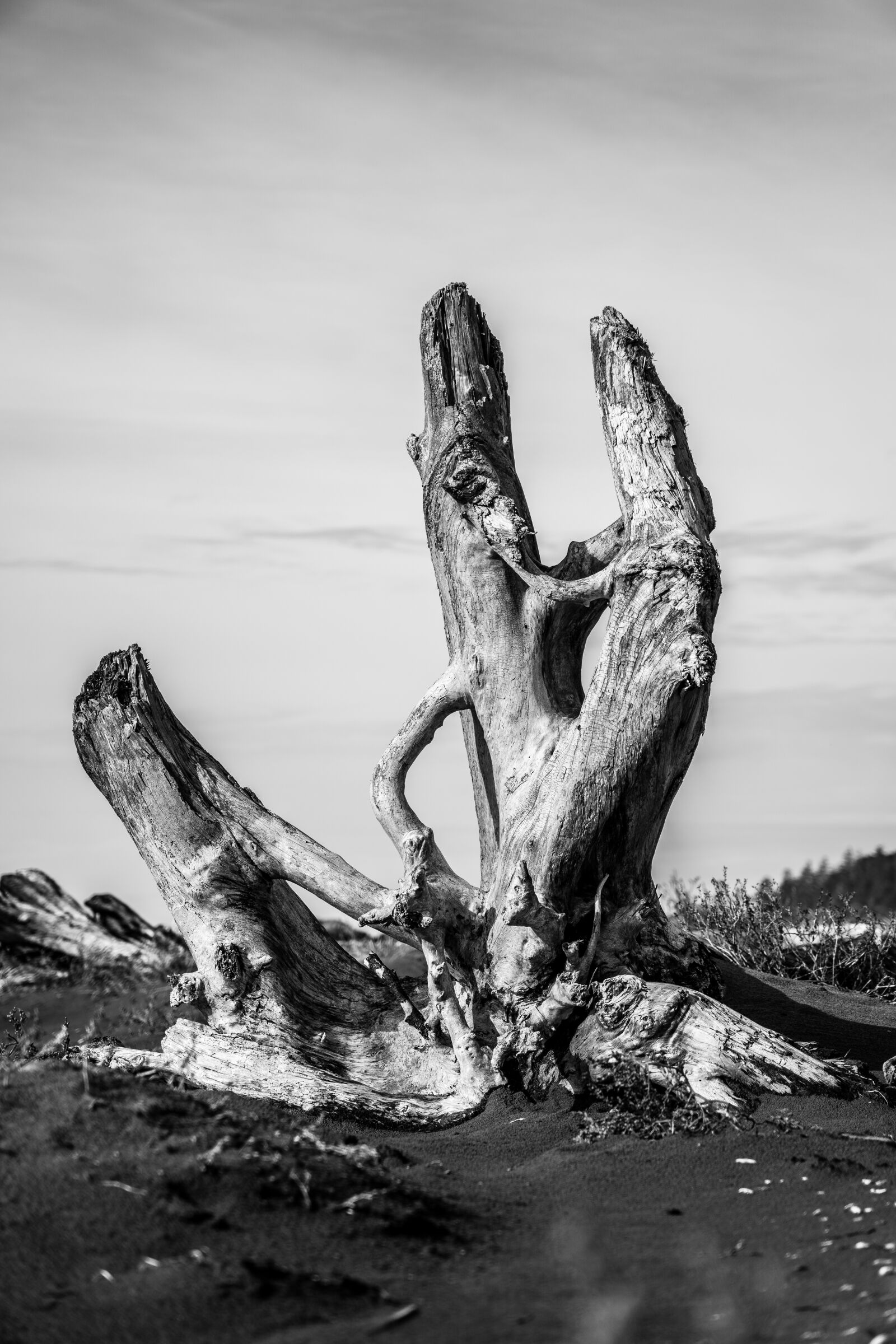 Sony FE 24-105mm F4 G OSS sample photo. Beach, tofino, vancouver island photography