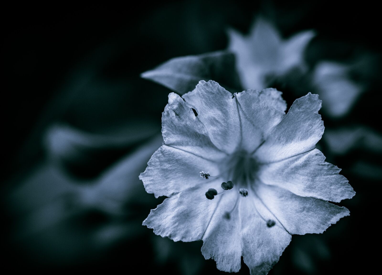 Olympus M.Zuiko Digital ED 60mm F2.8 Macro sample photo. Flower, mirabilis jalapa, petals photography