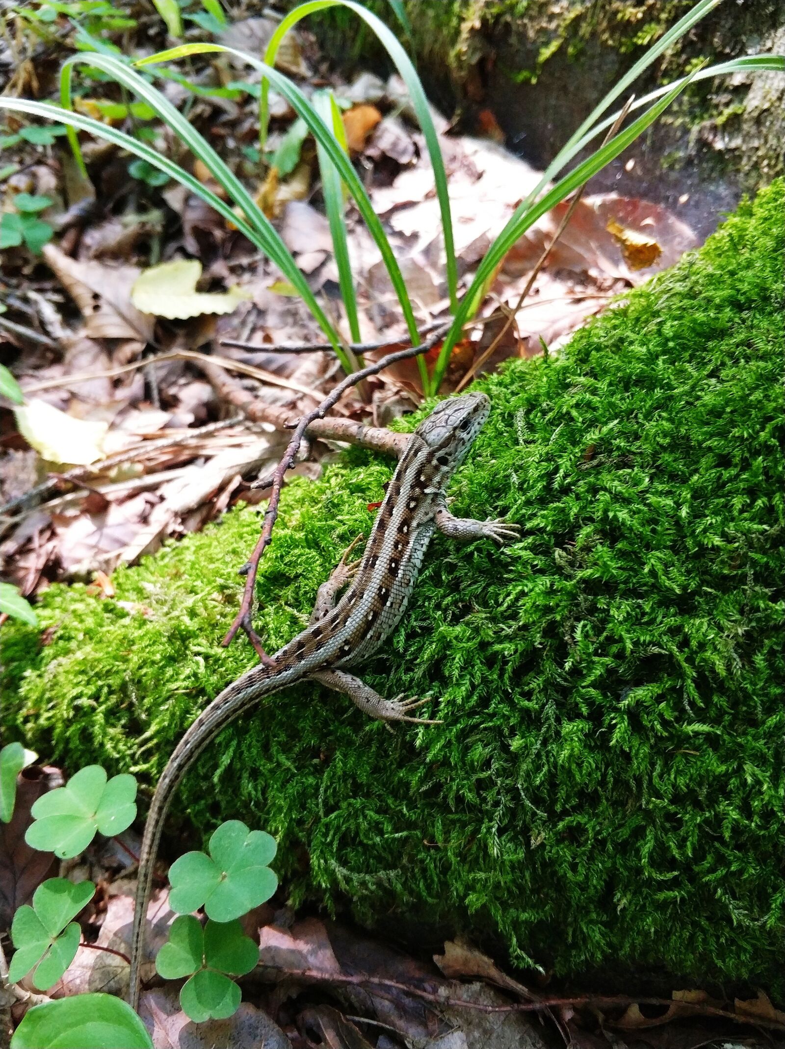 Xiaomi MI6 sample photo. The lizard, gad, animal photography