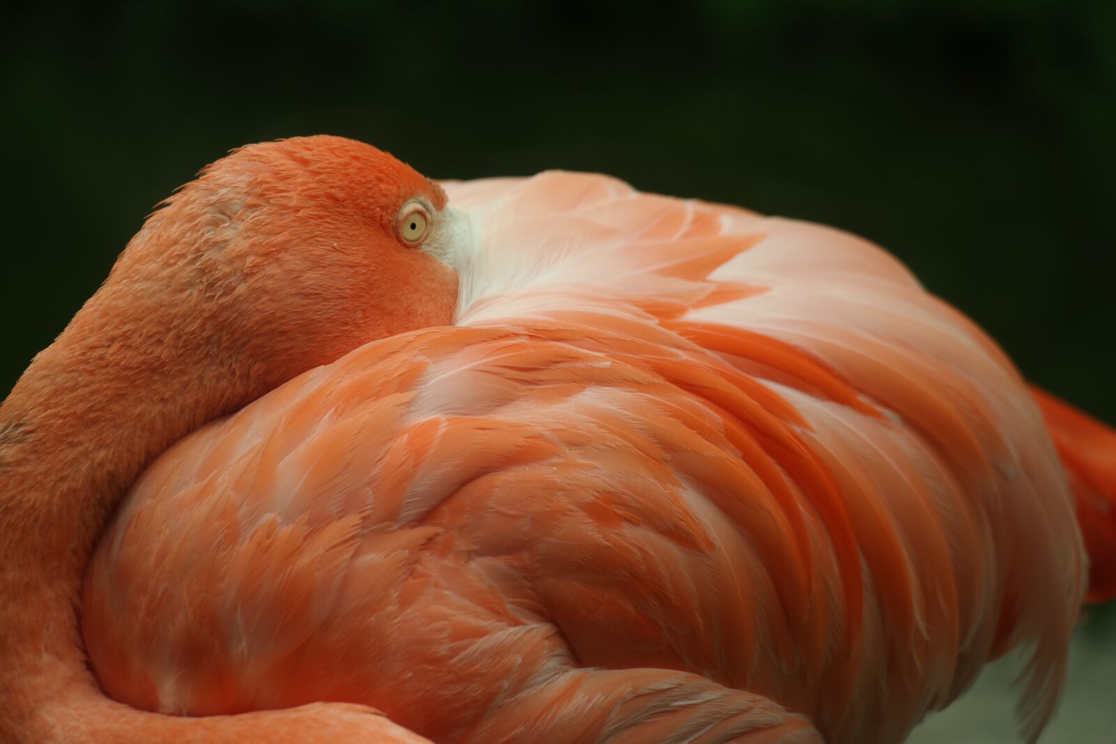 Samsung NX30 sample photo. Flamingo, animal, bird photography