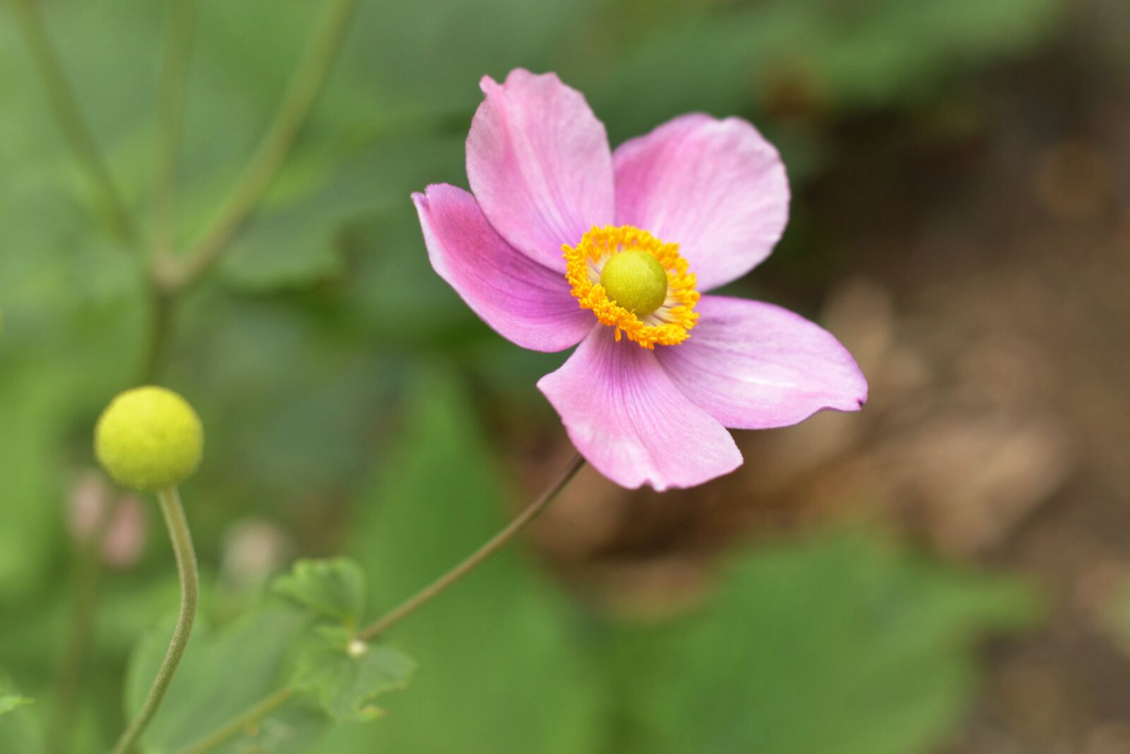 Nikon D7000 sample photo. Anemone japanese, anemone japonica photography