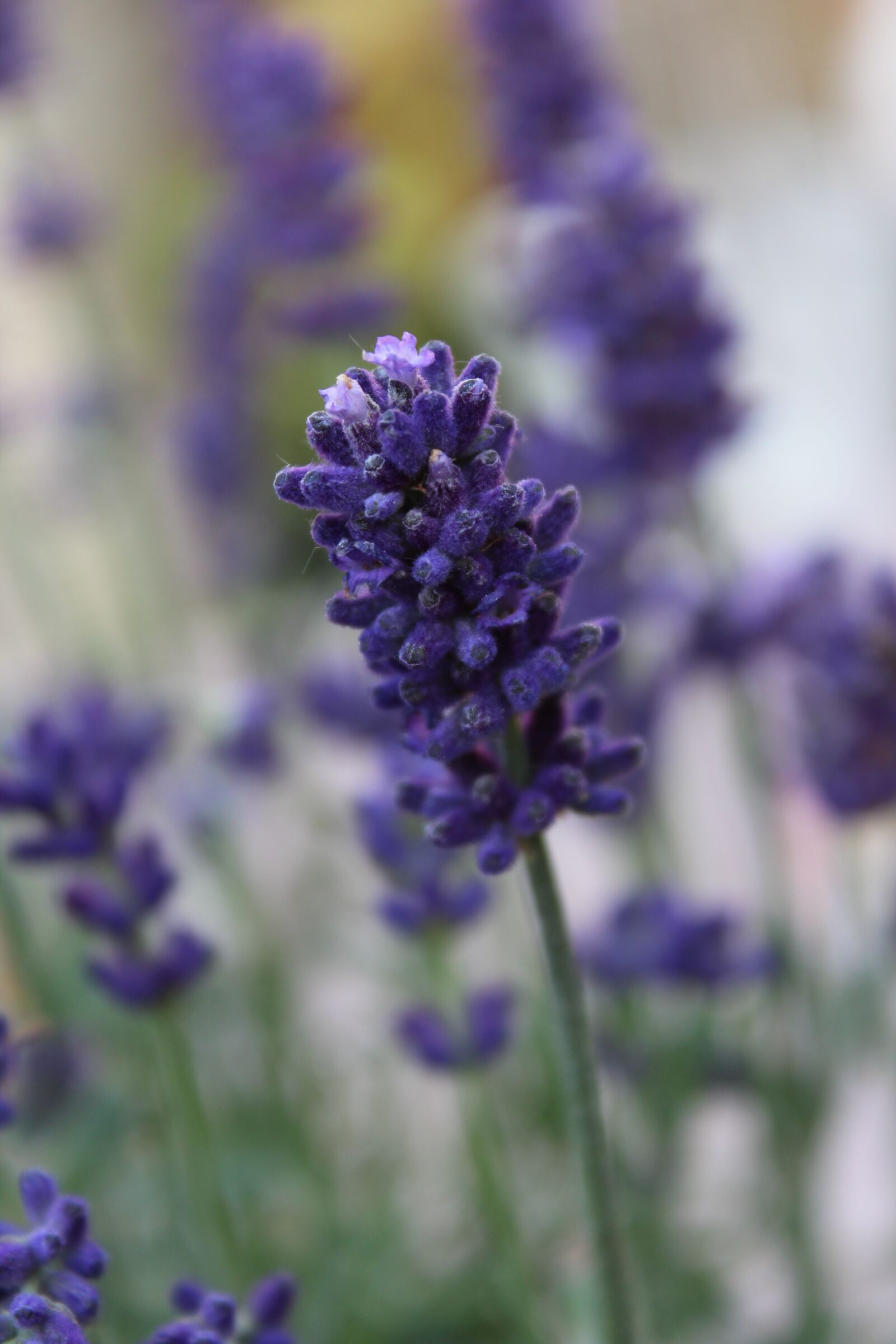Canon EOS 1300D (EOS Rebel T6 / EOS Kiss X80) sample photo. Lavender, plant, purple photography