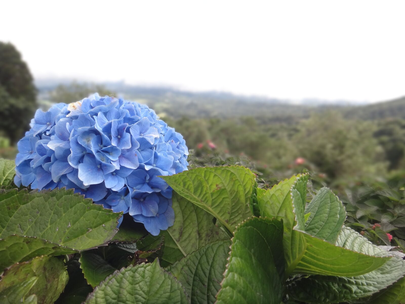 Sony DSC-TX20 sample photo. Hydrangea, flower, blue photography