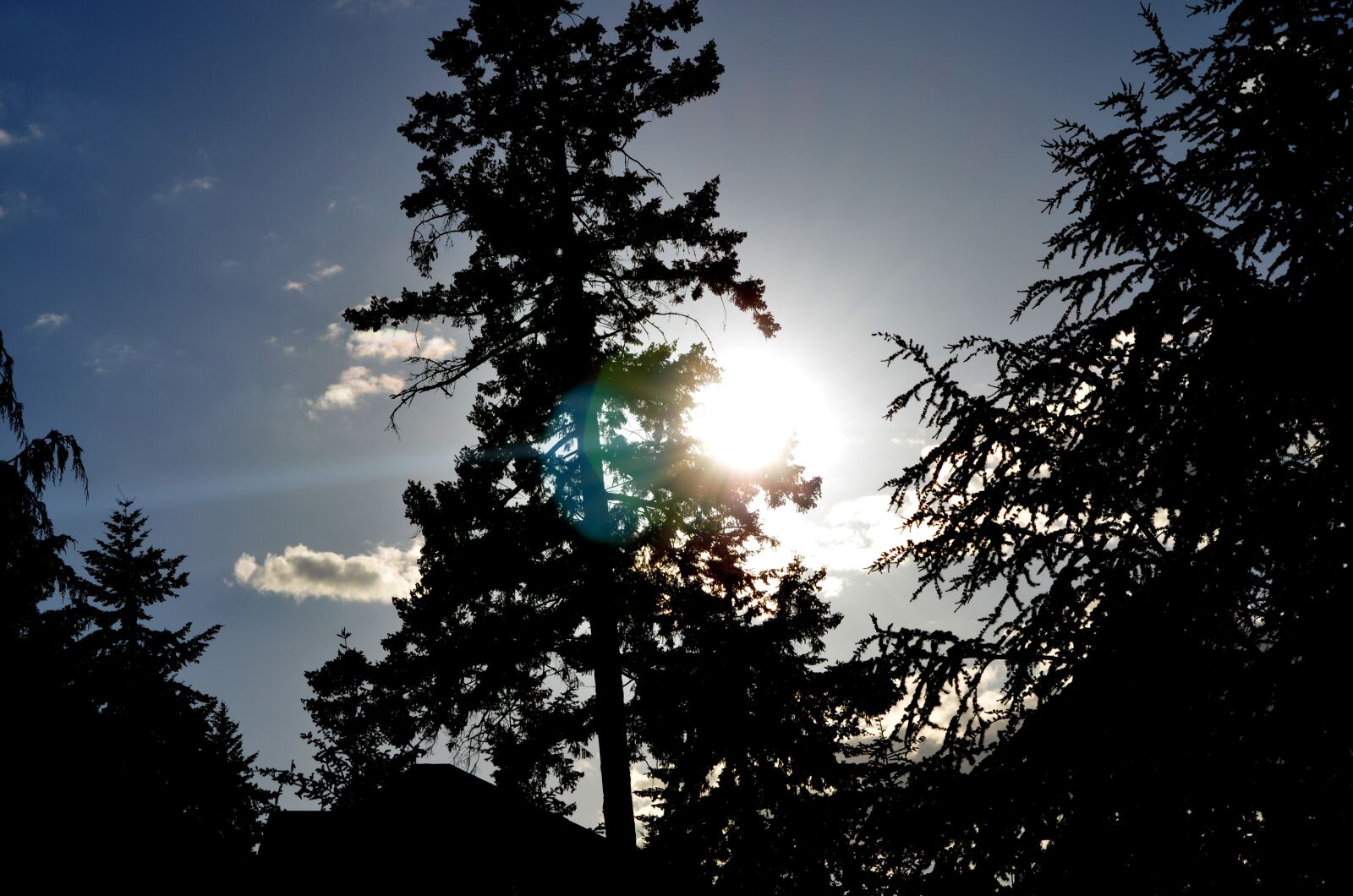 Nikon D5100 sample photo. Tree, forest, light photography