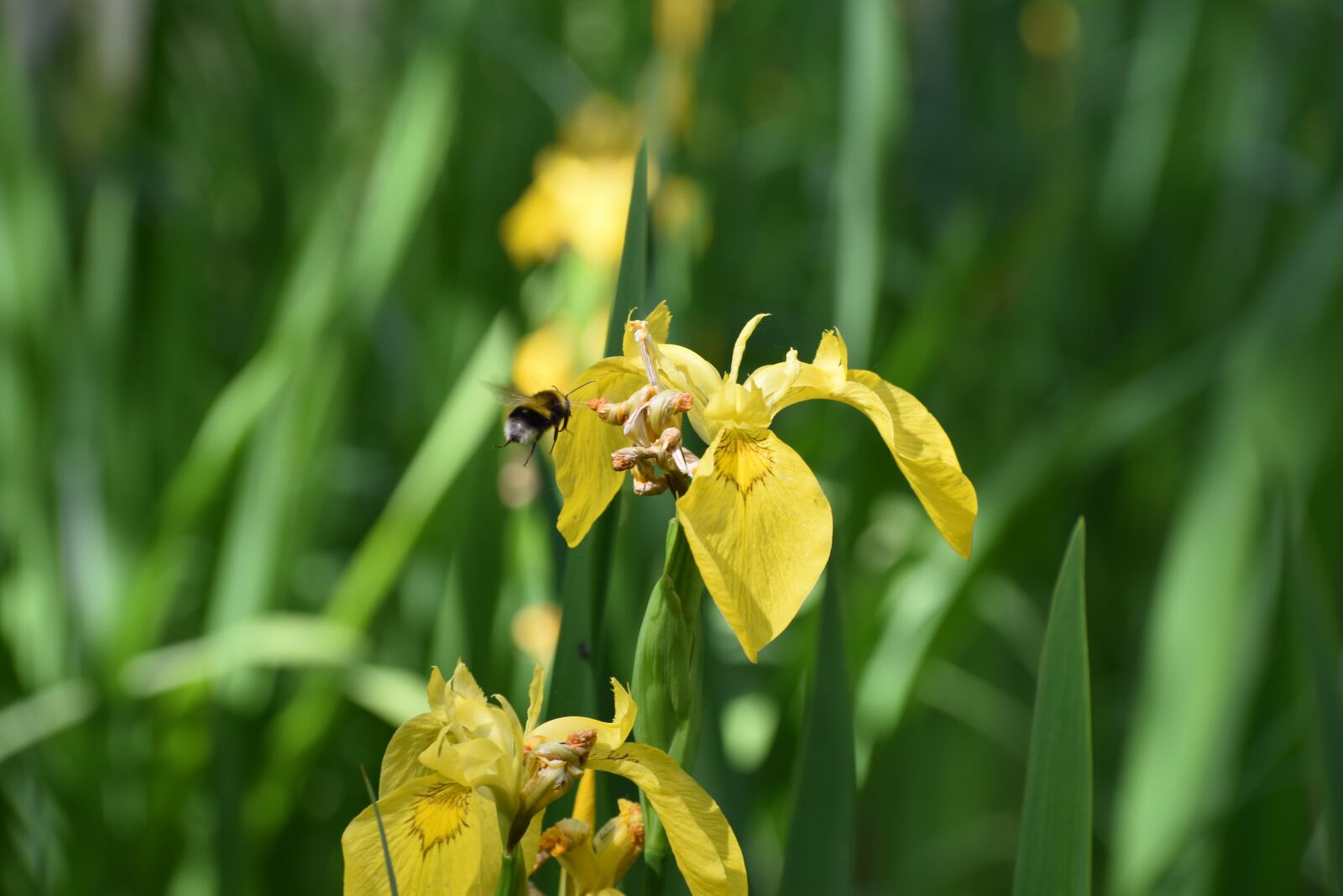 Nikon D3500 sample photo. Flowers, spring, flora photography
