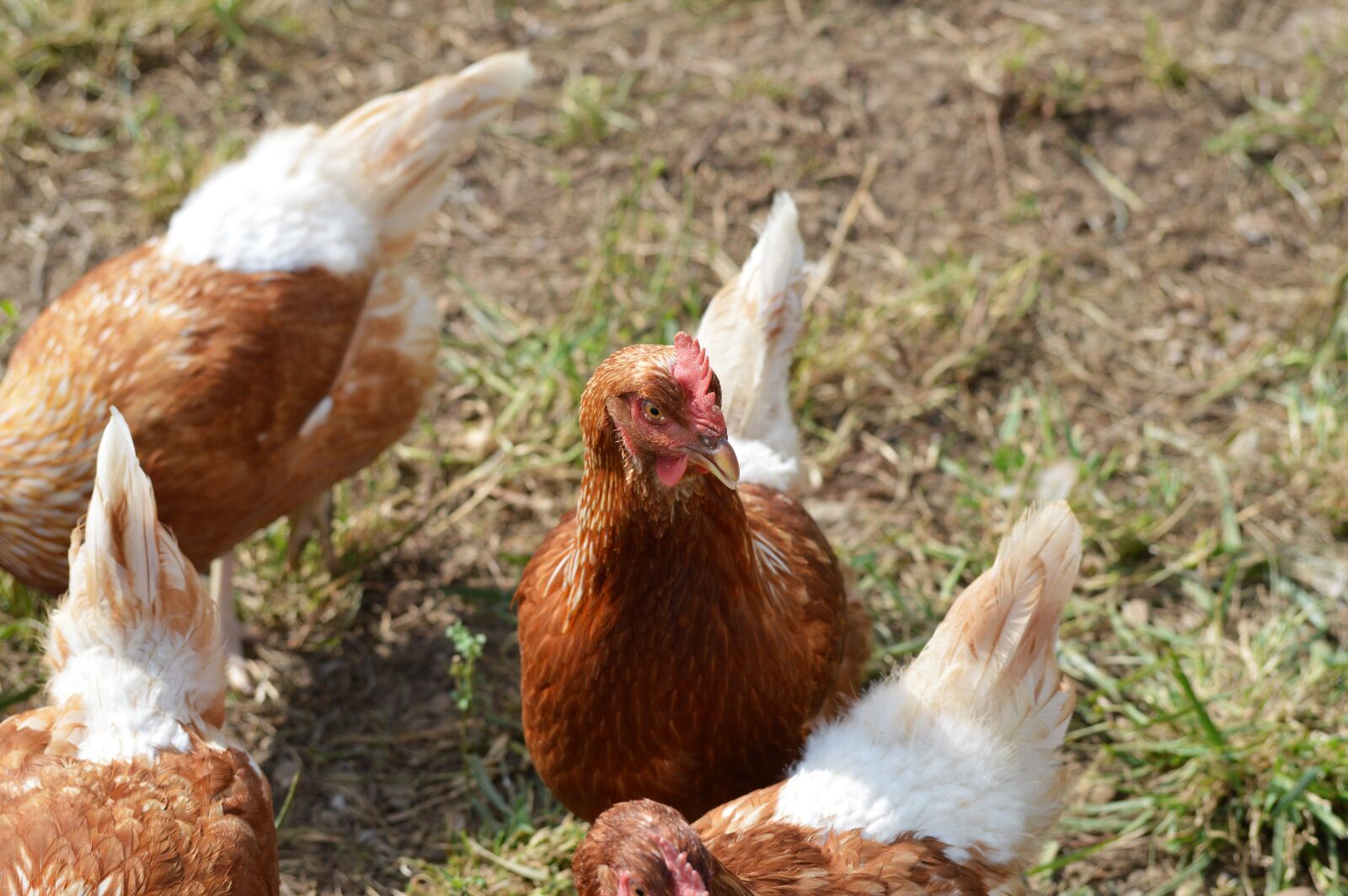 Nikon D3200 sample photo. Chicken, hen, poultry photography