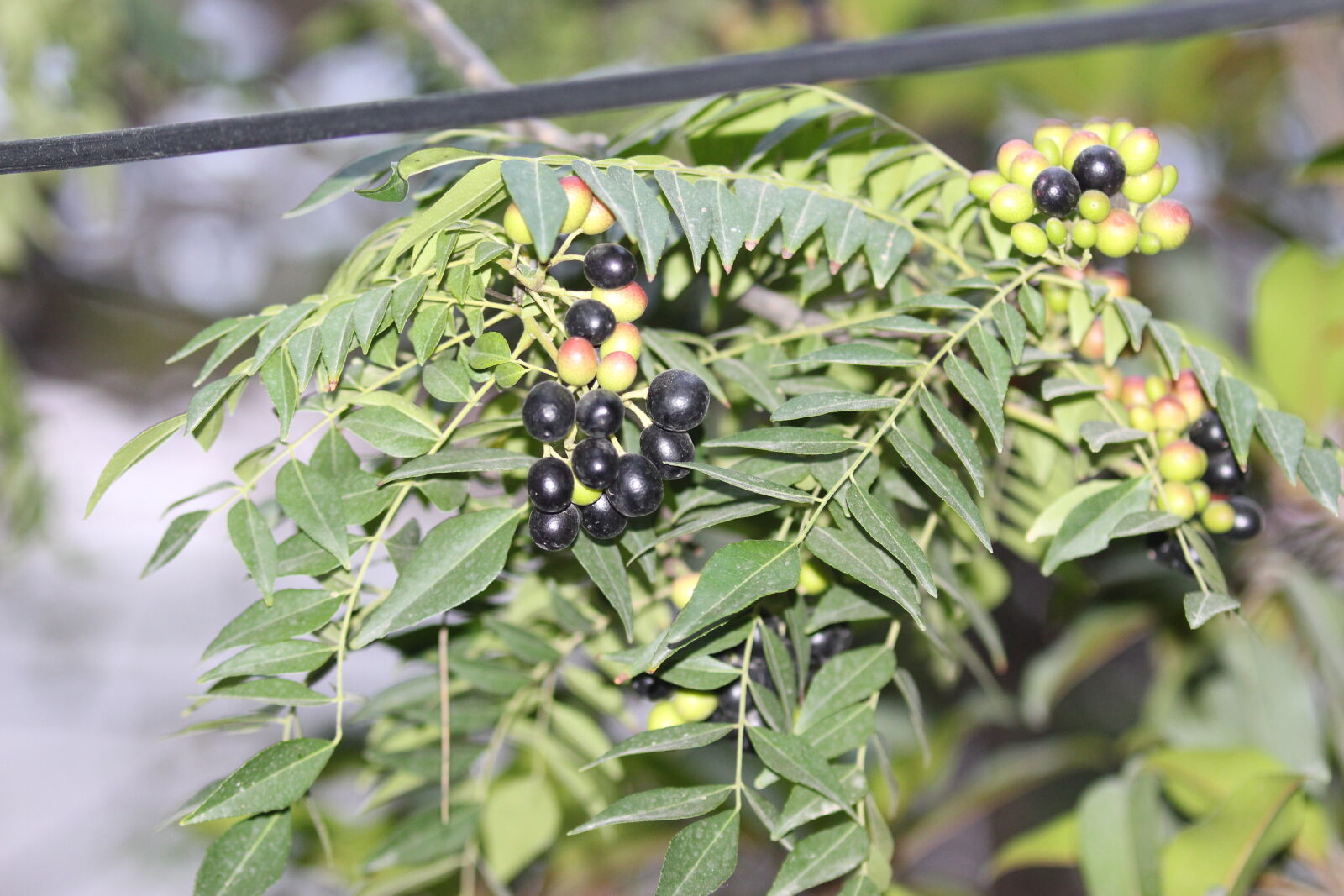 Canon EOS 700D (EOS Rebel T5i / EOS Kiss X7i) sample photo