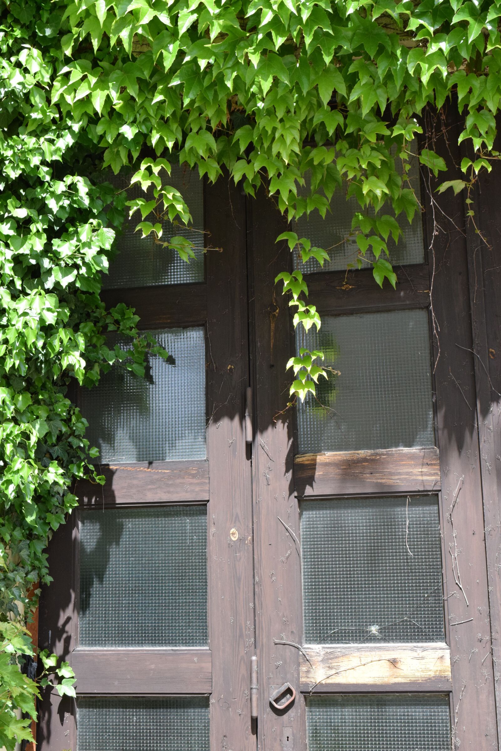 Nikon D3300 sample photo. Door, overgrown, ivy photography