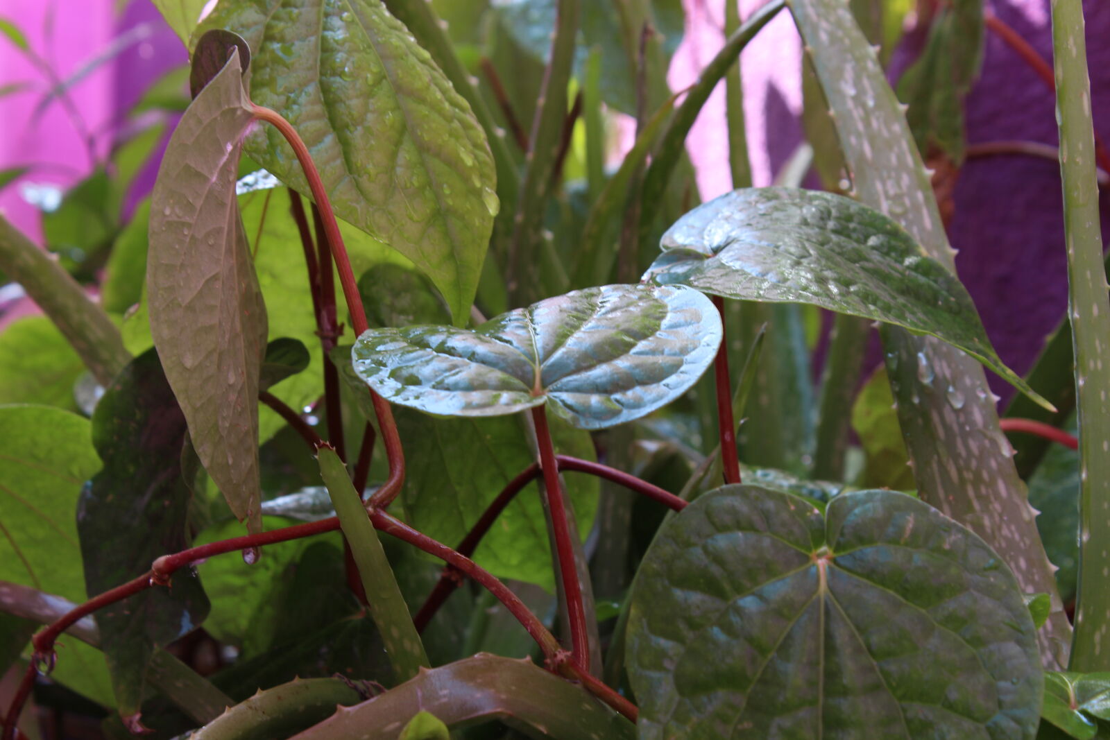 Canon EOS 700D (EOS Rebel T5i / EOS Kiss X7i) sample photo. Beetle, leaves photography