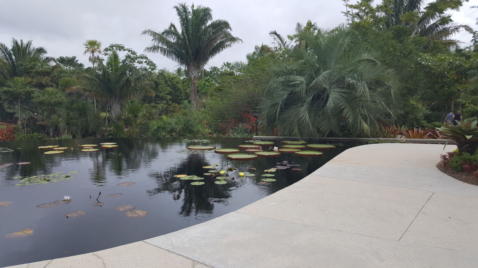 Samsung GALAXY S6 edge sample photo. Botanical, gardens, naples photography