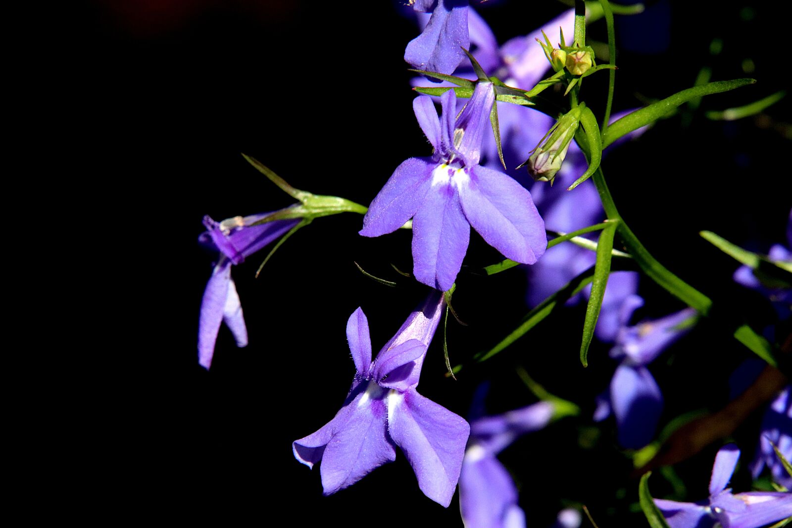 Canon EOS 800D (EOS Rebel T7i / EOS Kiss X9i) sample photo. Flowers, plants, color blue photography