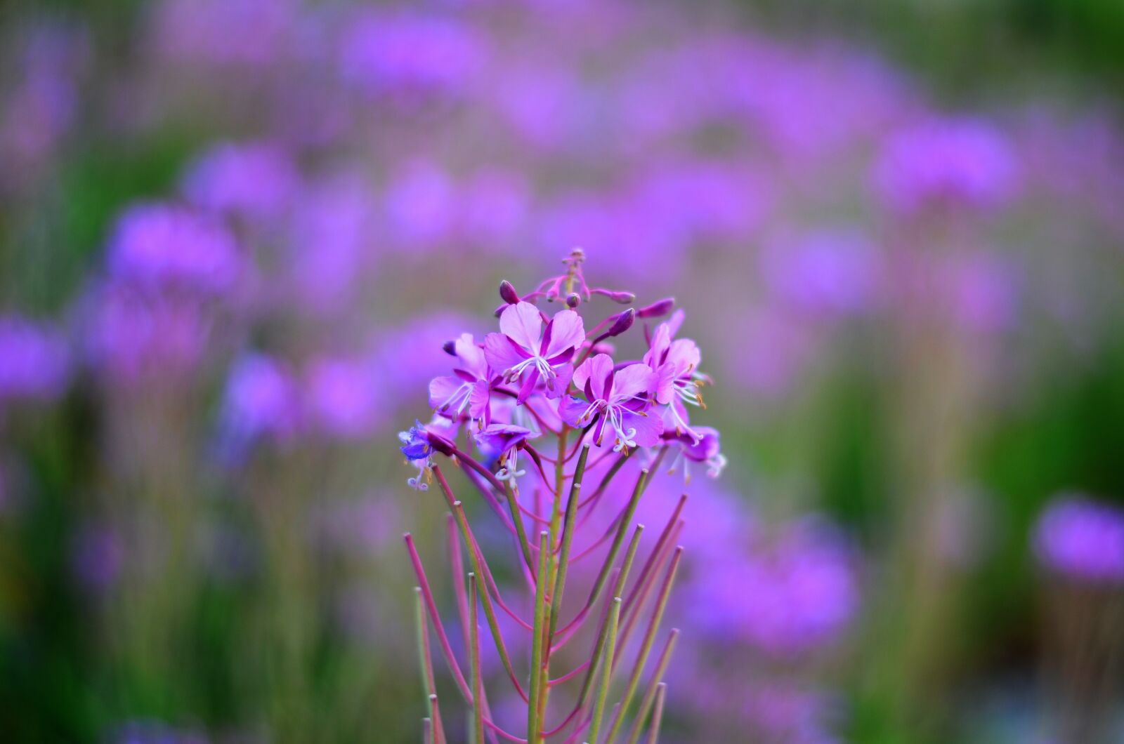 Nikon D5100 sample photo. Flower, nature, spring photography