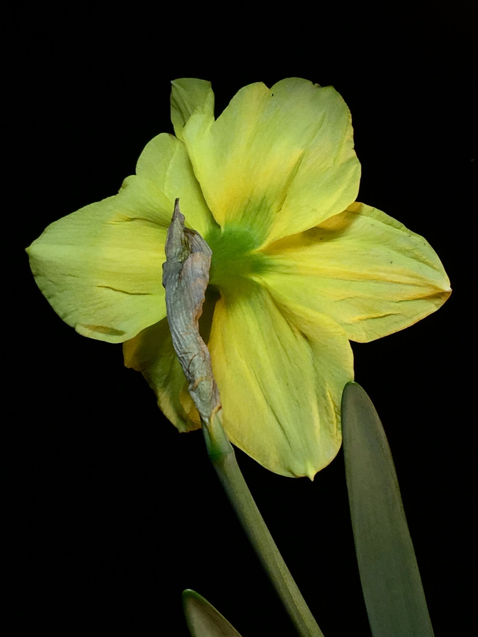 iPhone 6s Plus back camera 4.15mm f/2.2 sample photo. Yellow flower, stem, flower photography