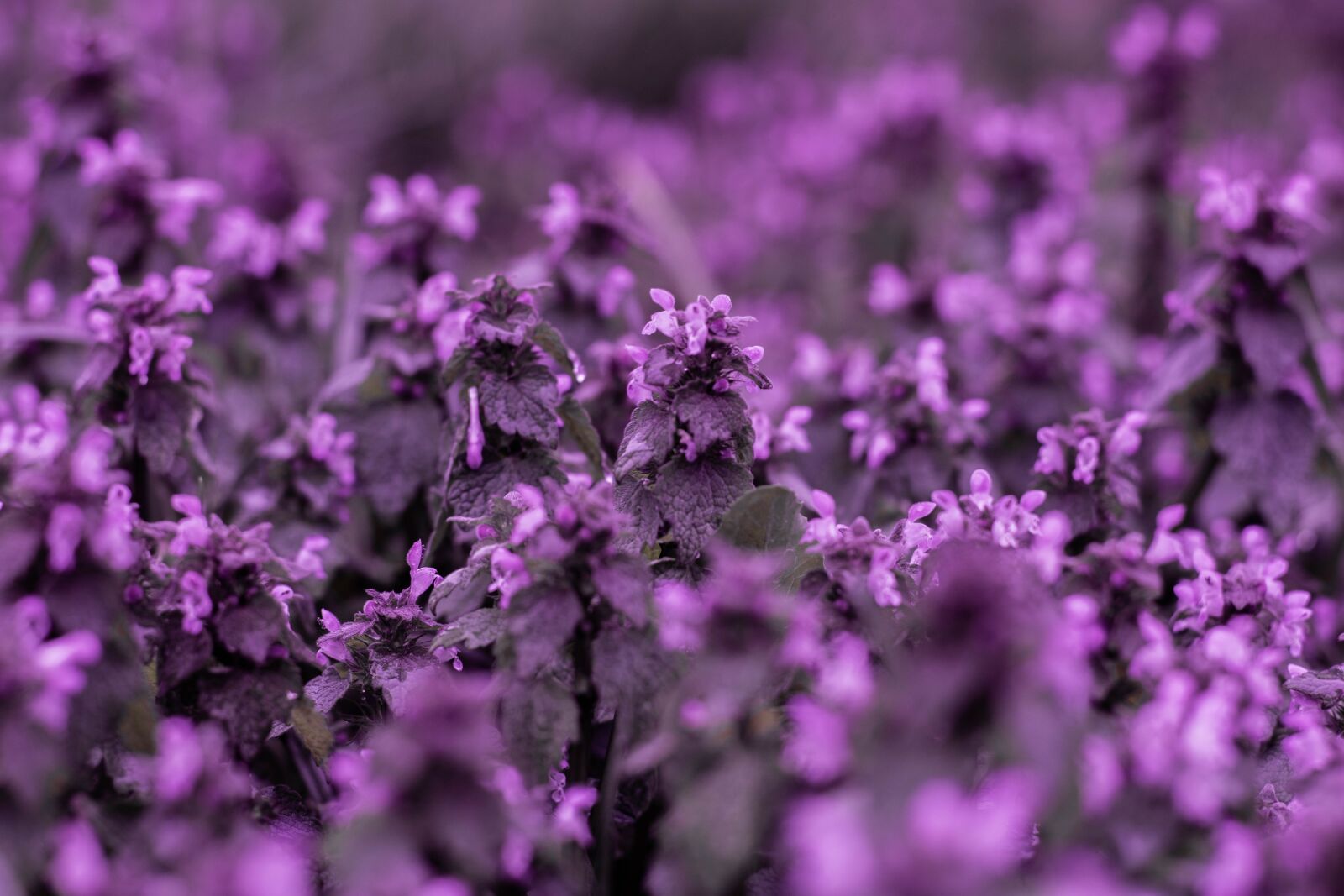 Nikon D5300 sample photo. Flower, spring, pink photography