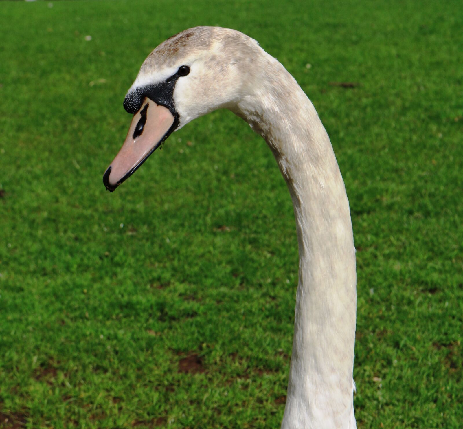 Canon EOS 750D (EOS Rebel T6i / EOS Kiss X8i) sample photo. Swan, mute, cygnus olor photography