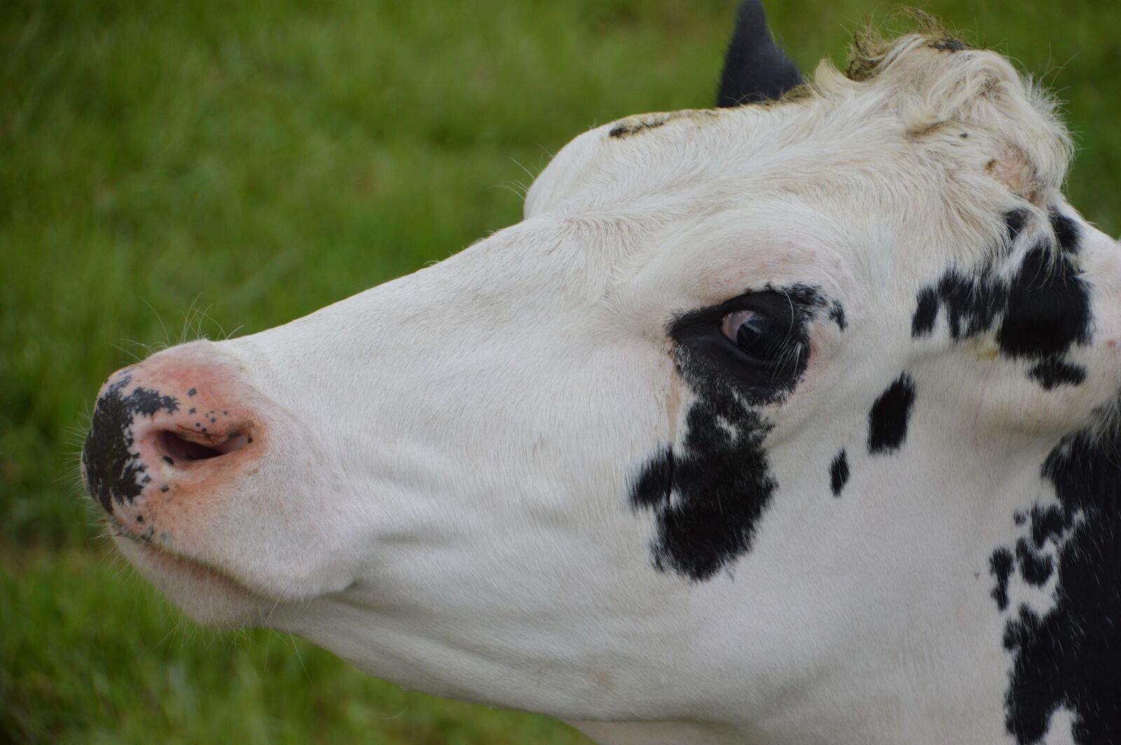 Nikon D3200 sample photo. Cow, mammal, farm photography