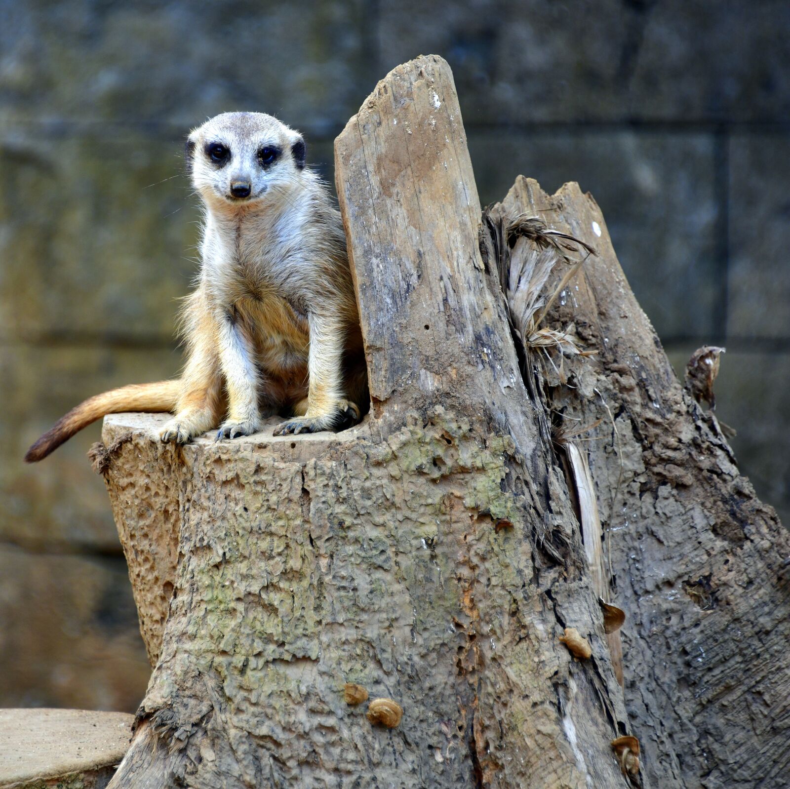 Nikon D850 sample photo. Meerkat, furry, cute photography