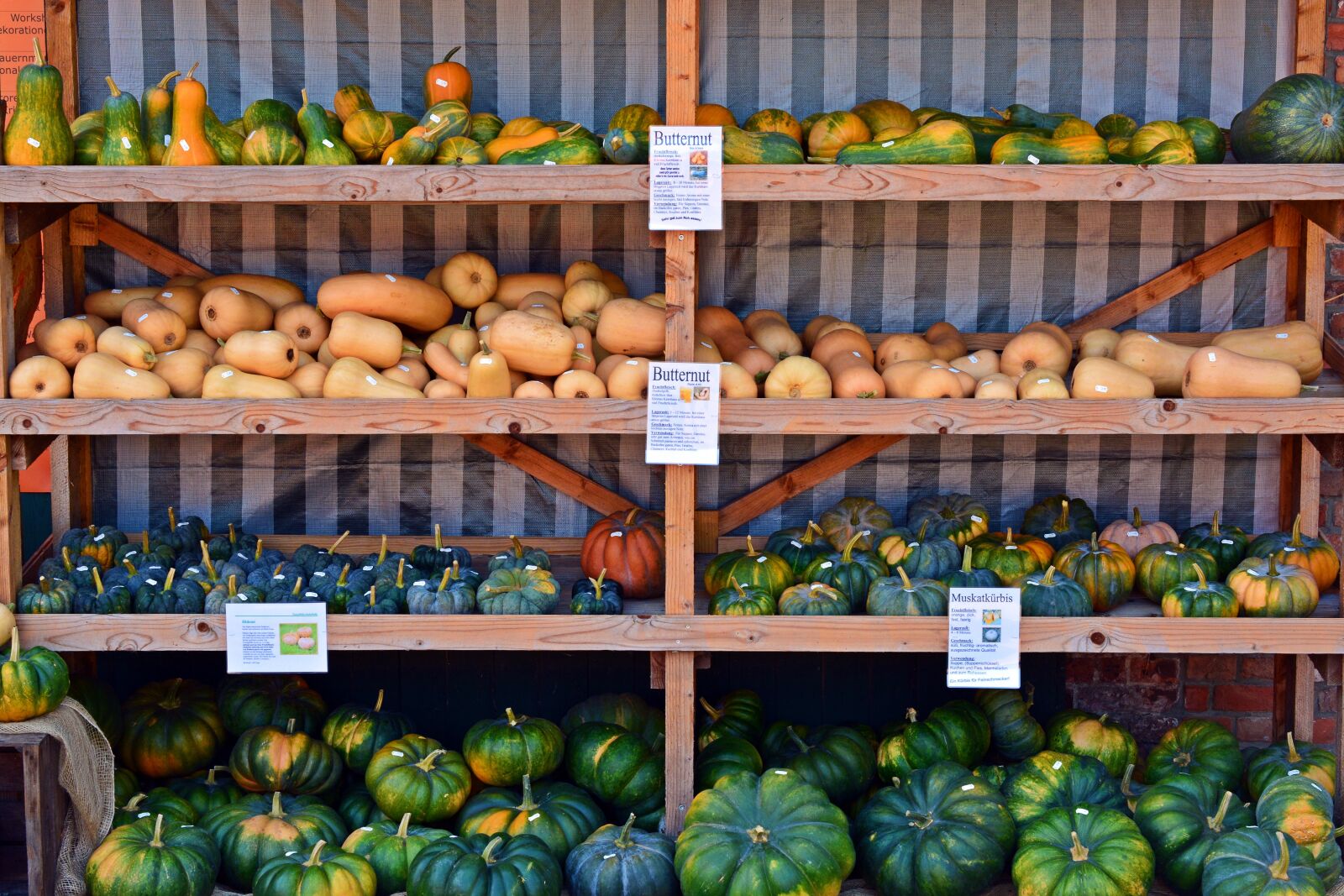 Nikon D5200 sample photo. Pumpkin, harvest time, sale photography