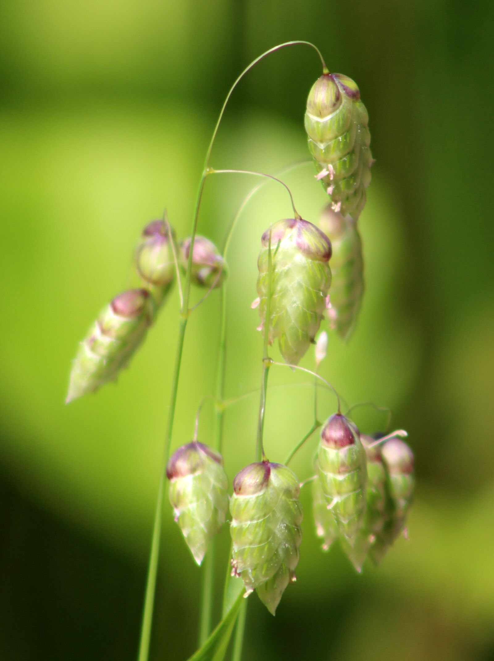 Canon EF75-300mm f/4-5.6 sample photo. Nature, insect, flora photography