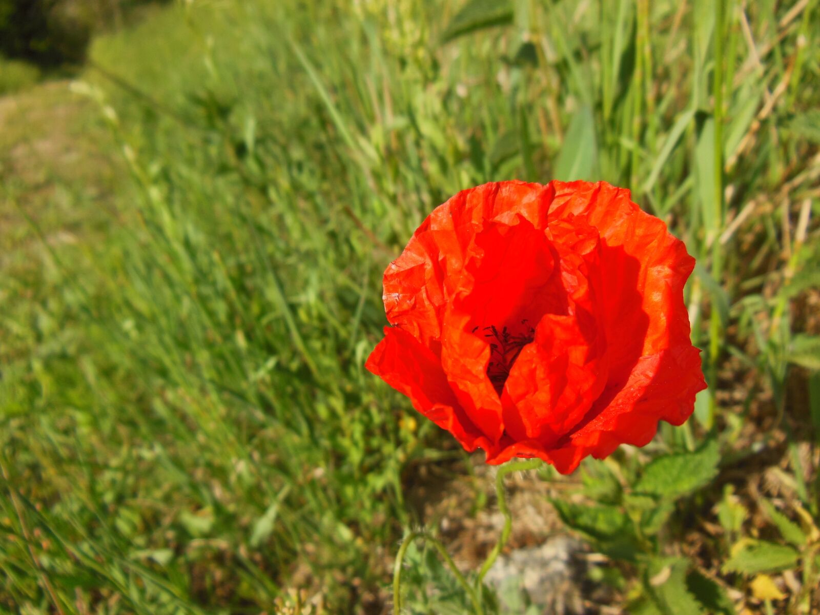 Nikon Coolpix S9300 sample photo. Poppy, flower, red photography