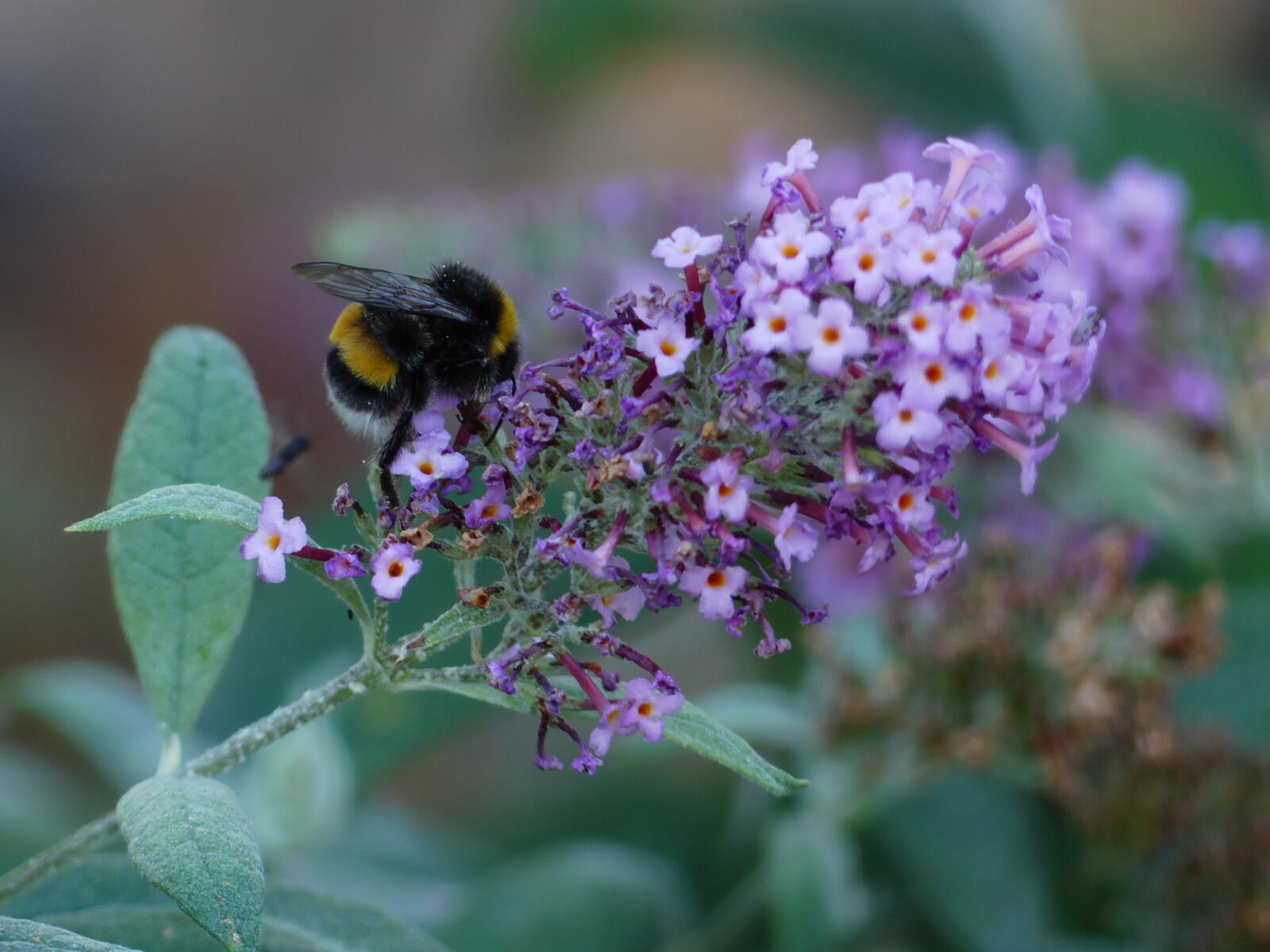 Panasonic Lumix DMC-FZ300 sample photo. Hummel, flower, garden photography