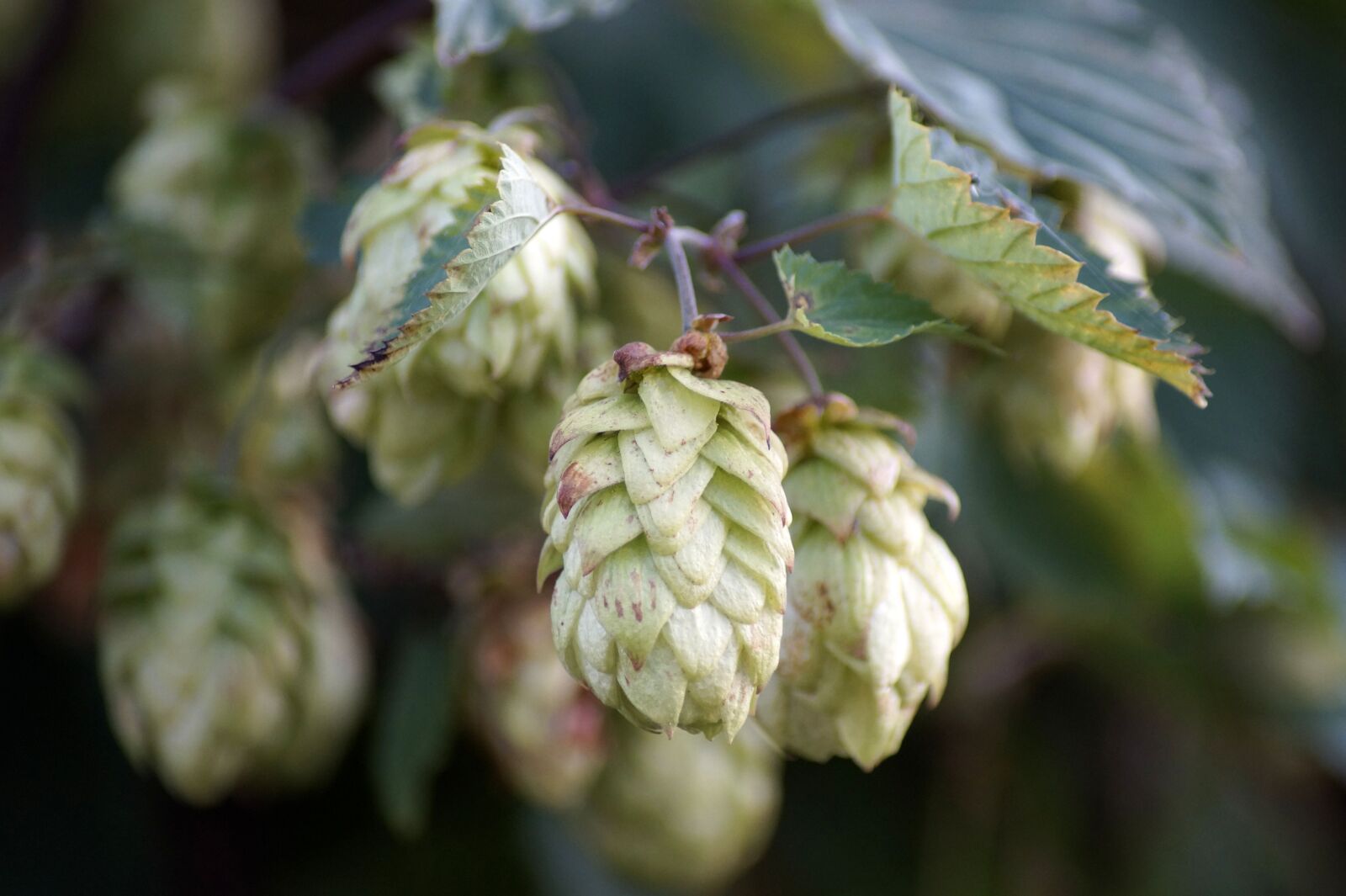 Sony SLT-A58 sample photo. Hops, plant, hops flower photography