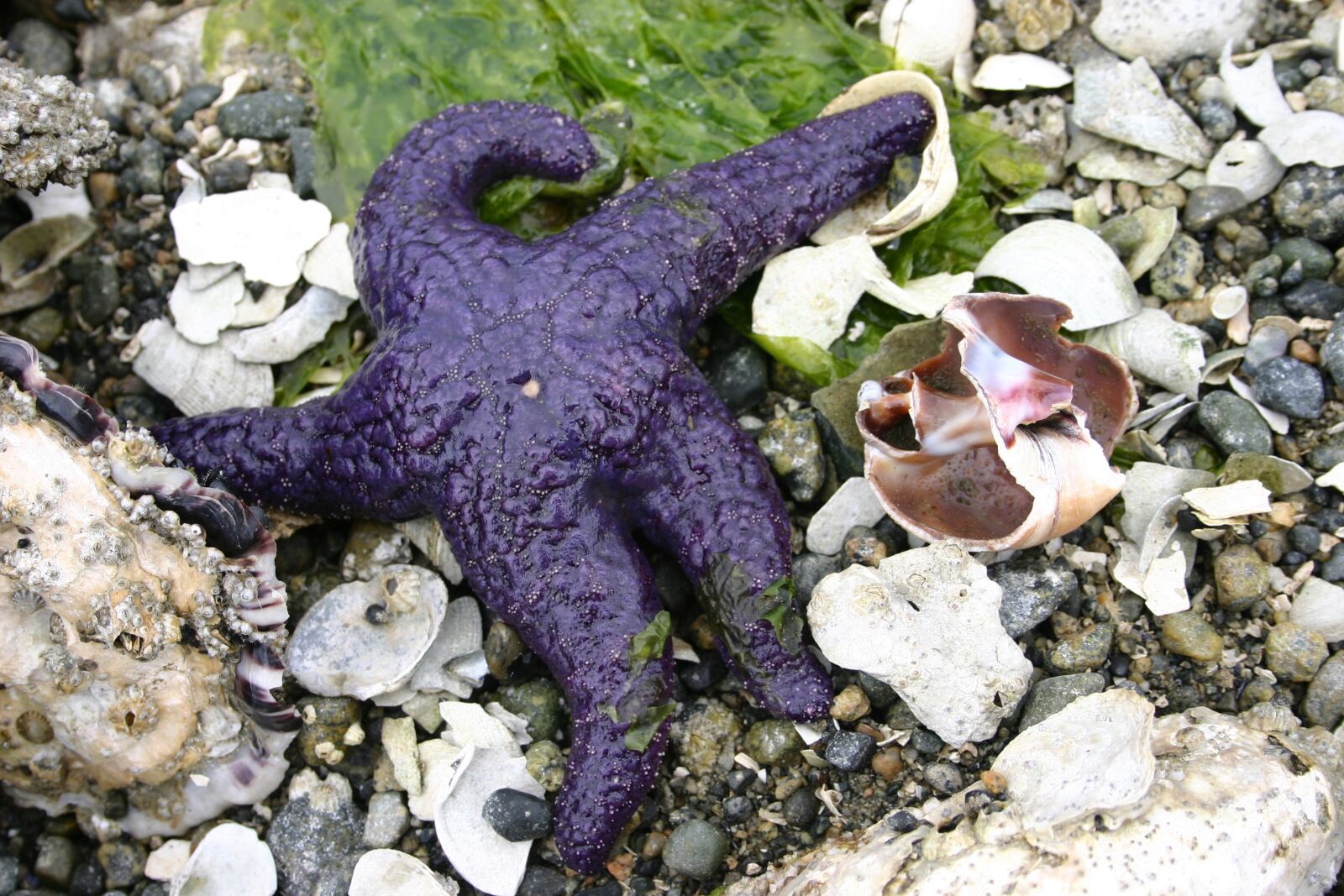 Canon EOS 300D (EOS Digital Rebel / EOS Kiss Digital) sample photo. Starfish, sea star, ocean photography