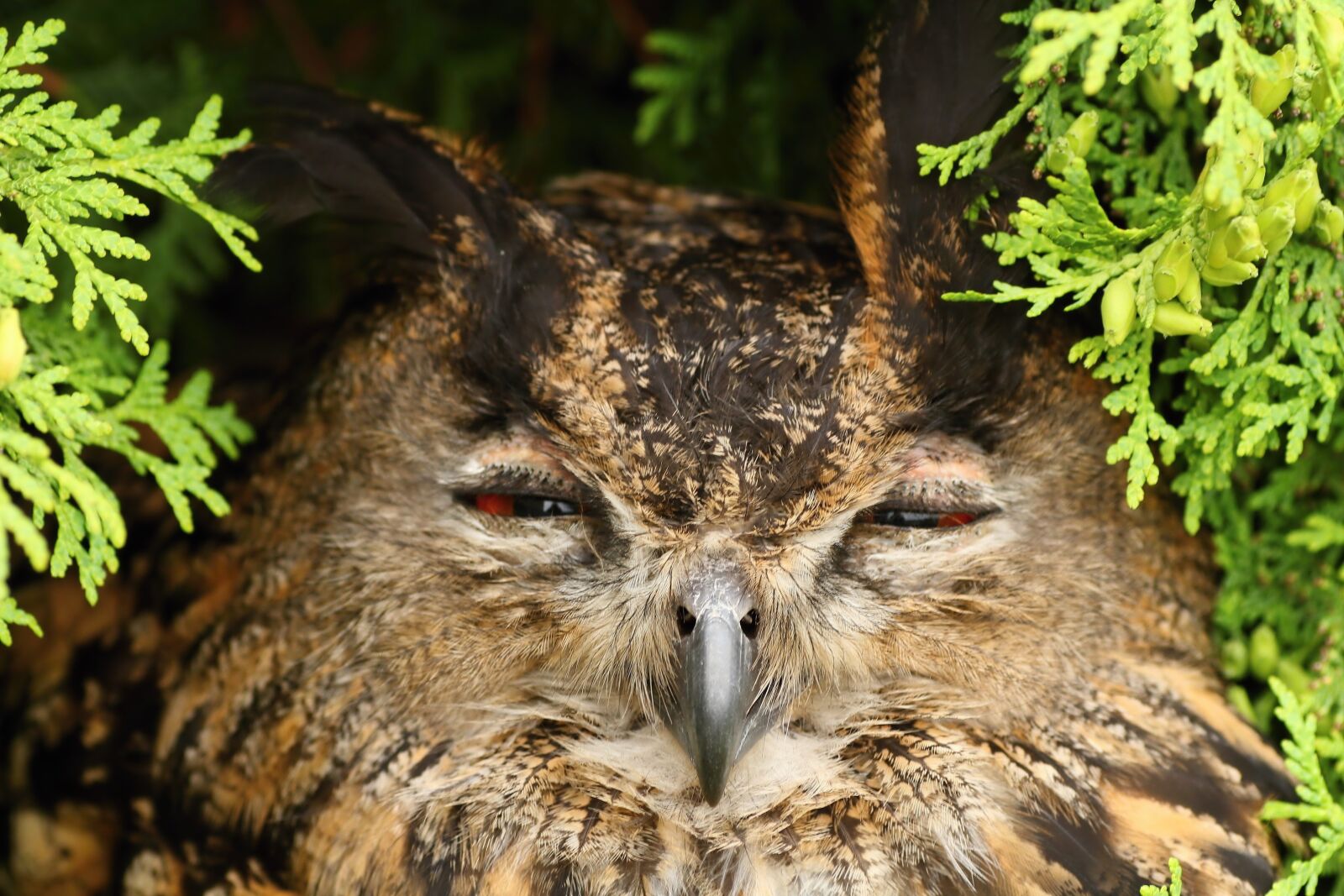 Canon EOS 650D (EOS Rebel T4i / EOS Kiss X6i) sample photo. Eagle, birds of prey photography