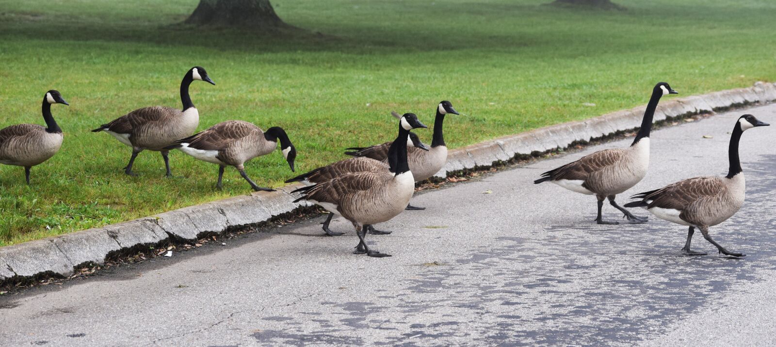 Nikon D3300 sample photo. Goose crossing, gaggle of photography