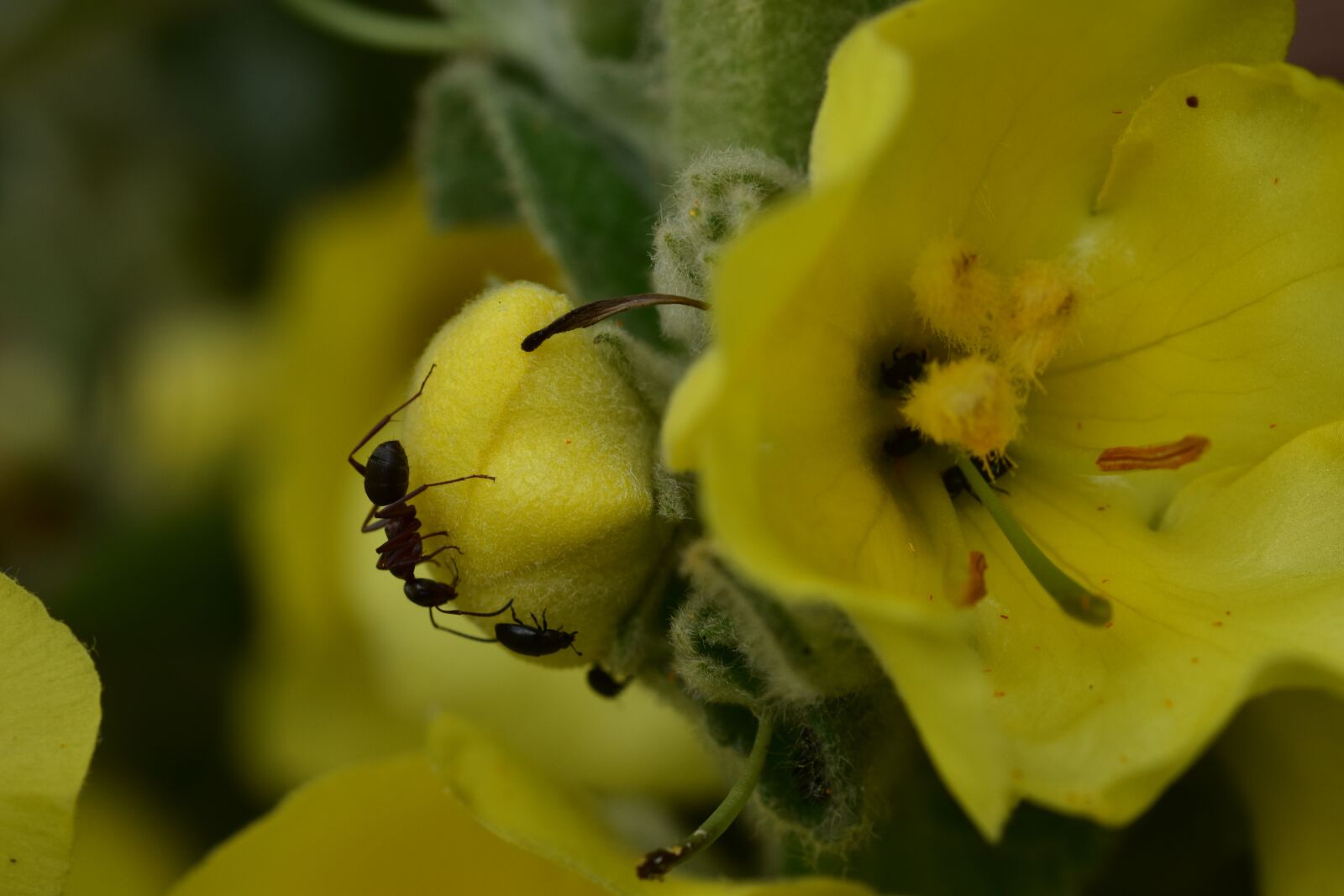 Nikon D5500 sample photo. Flower, ant, nature photography