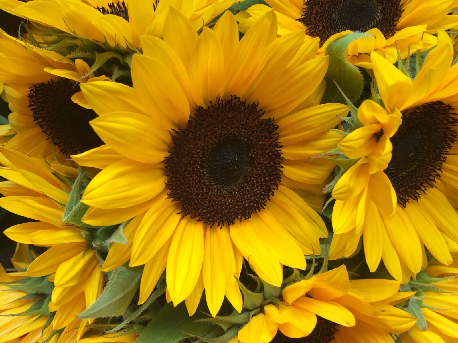 iPhone 5s back camera 4.15mm f/2.2 sample photo. Sunflower, flower, yellow photography