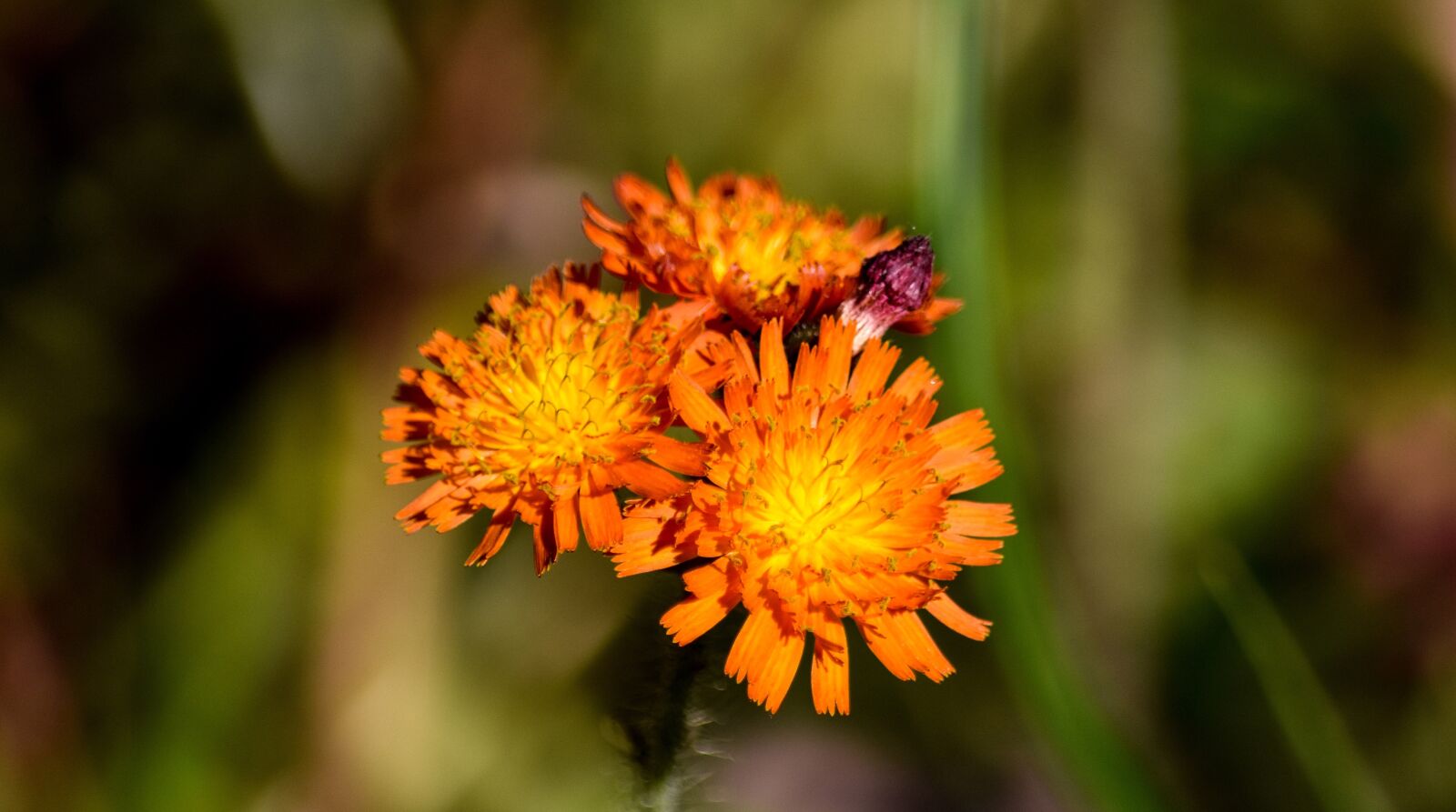 Nikon D7200 sample photo. Fox and cubs, flowers photography