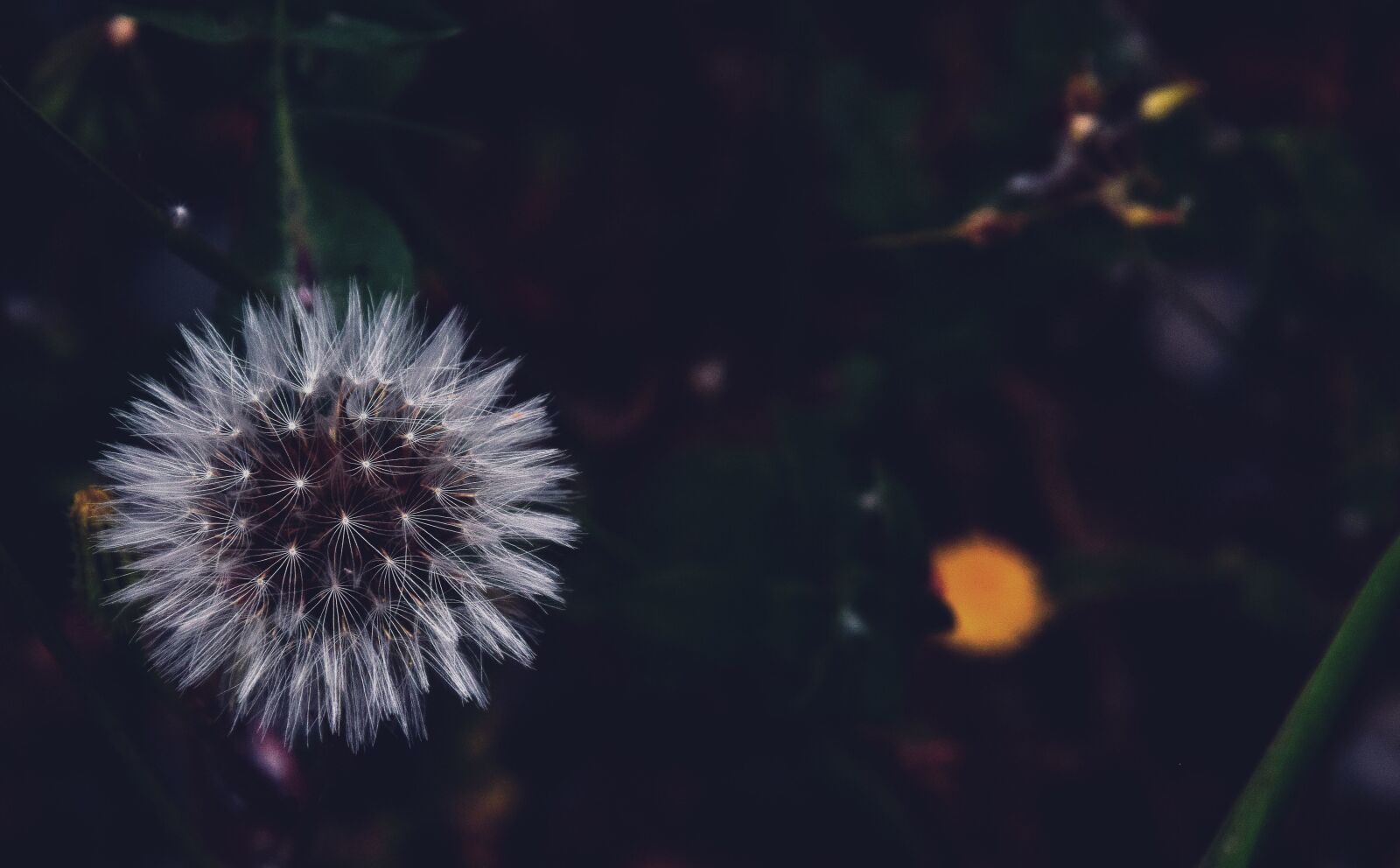 Nikon D3300 sample photo. Dandelion, plant, white, flower photography