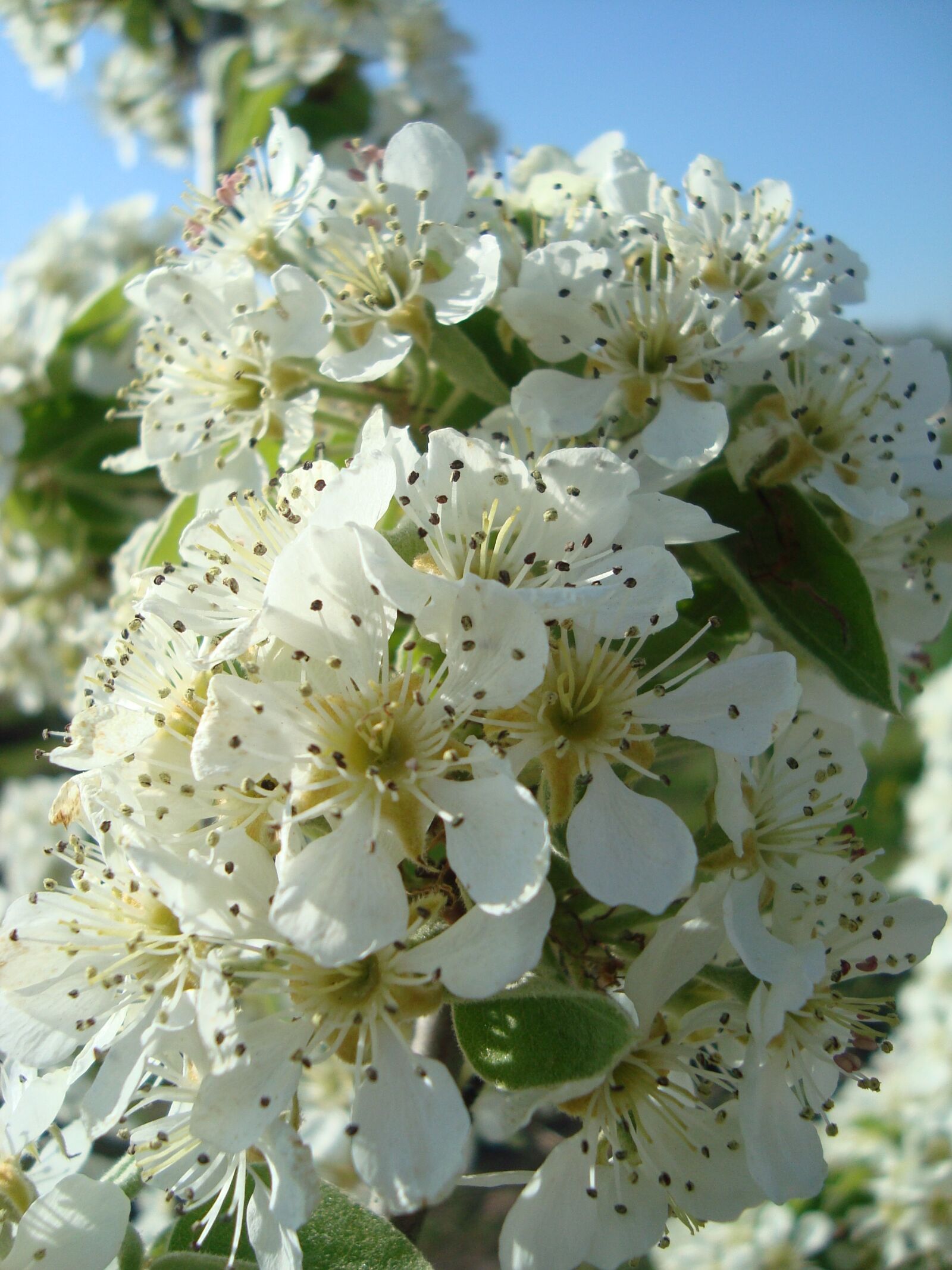 Sony Cyber-shot DSC-W120 sample photo. Pear blossom, pear, blossom photography