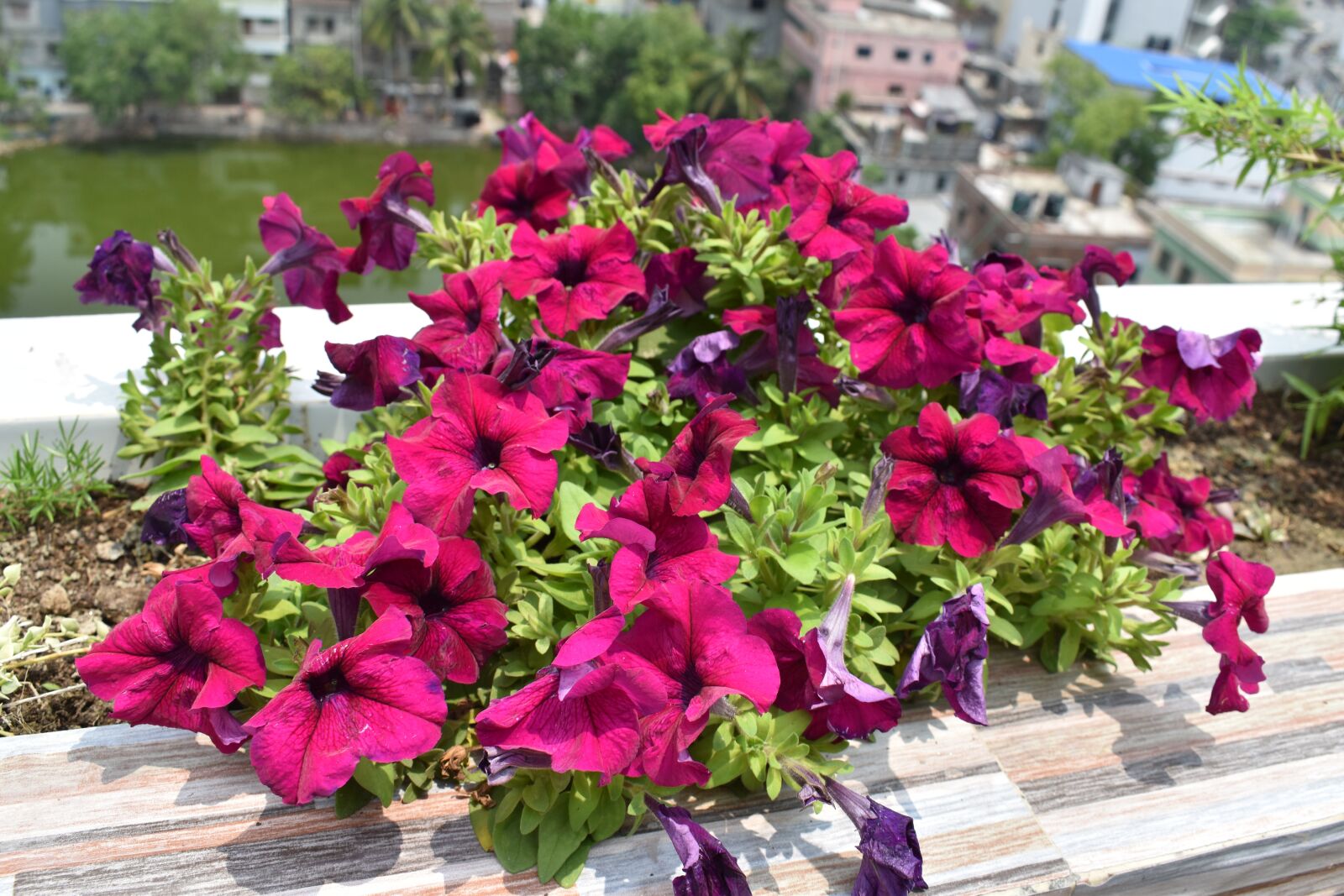 Nikon D5600 sample photo. Beautiful flower, flowers, spring photography