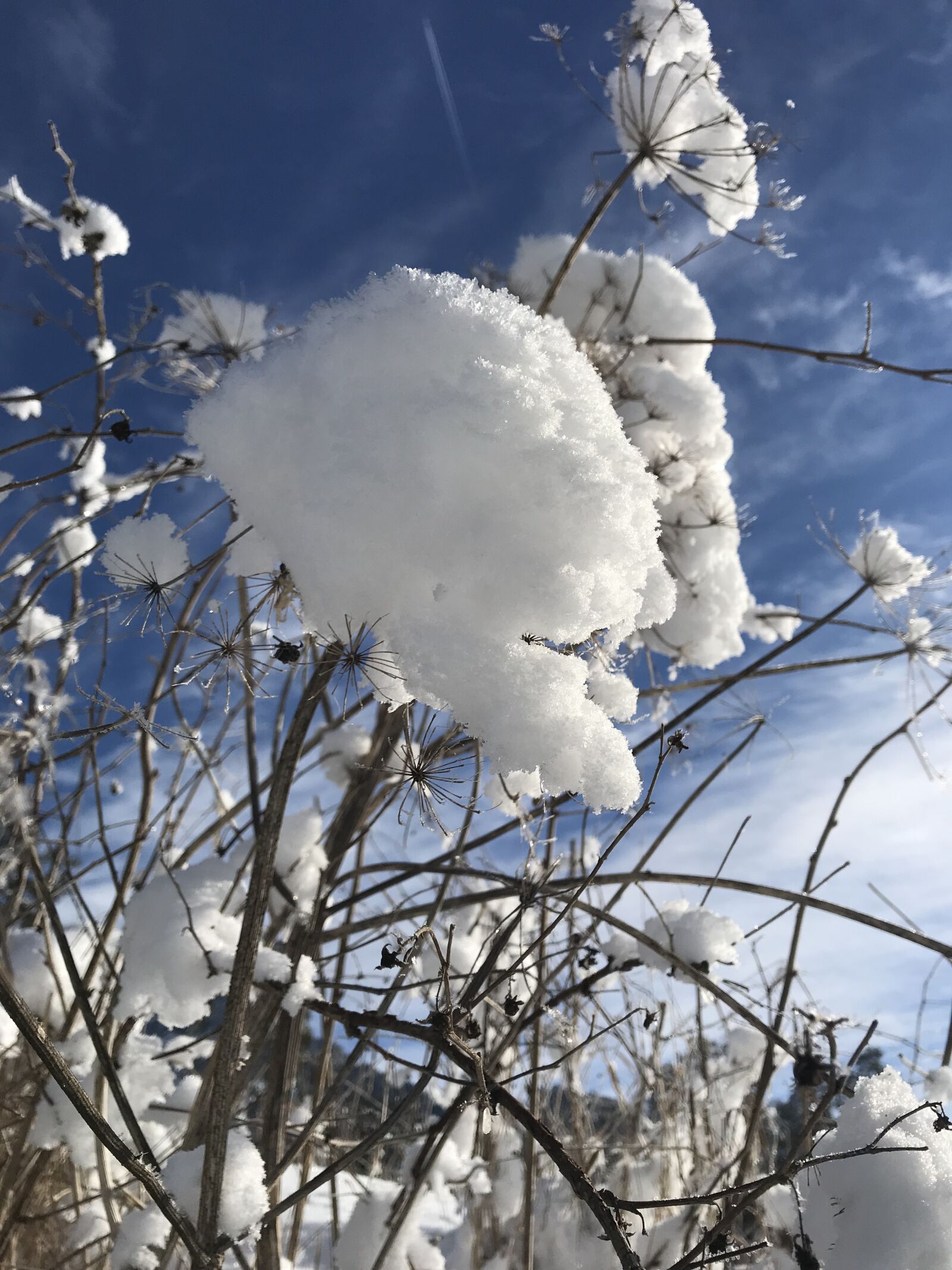iPhone 7 back camera 3.99mm f/1.8 sample photo. Snow, flower, winter photography
