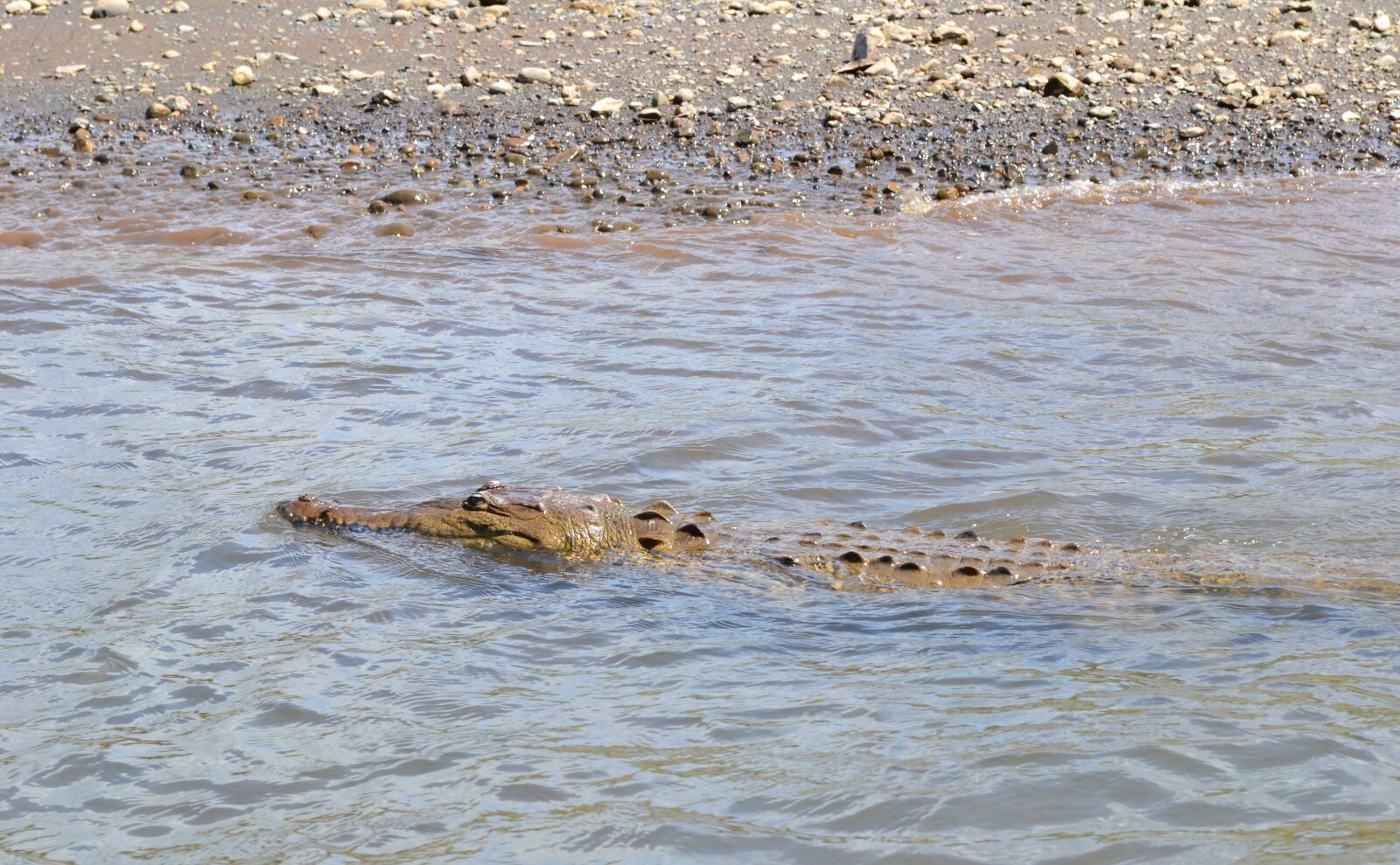 Nikon D3100 sample photo. Costa rica, croc, crocodile photography