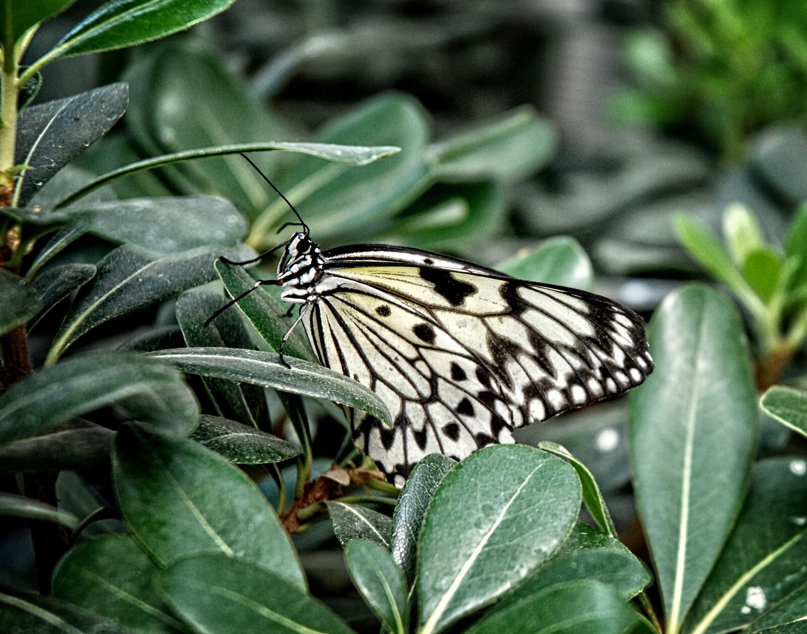 Nikon D80 sample photo. Idea, leuconoe, paper kite photography