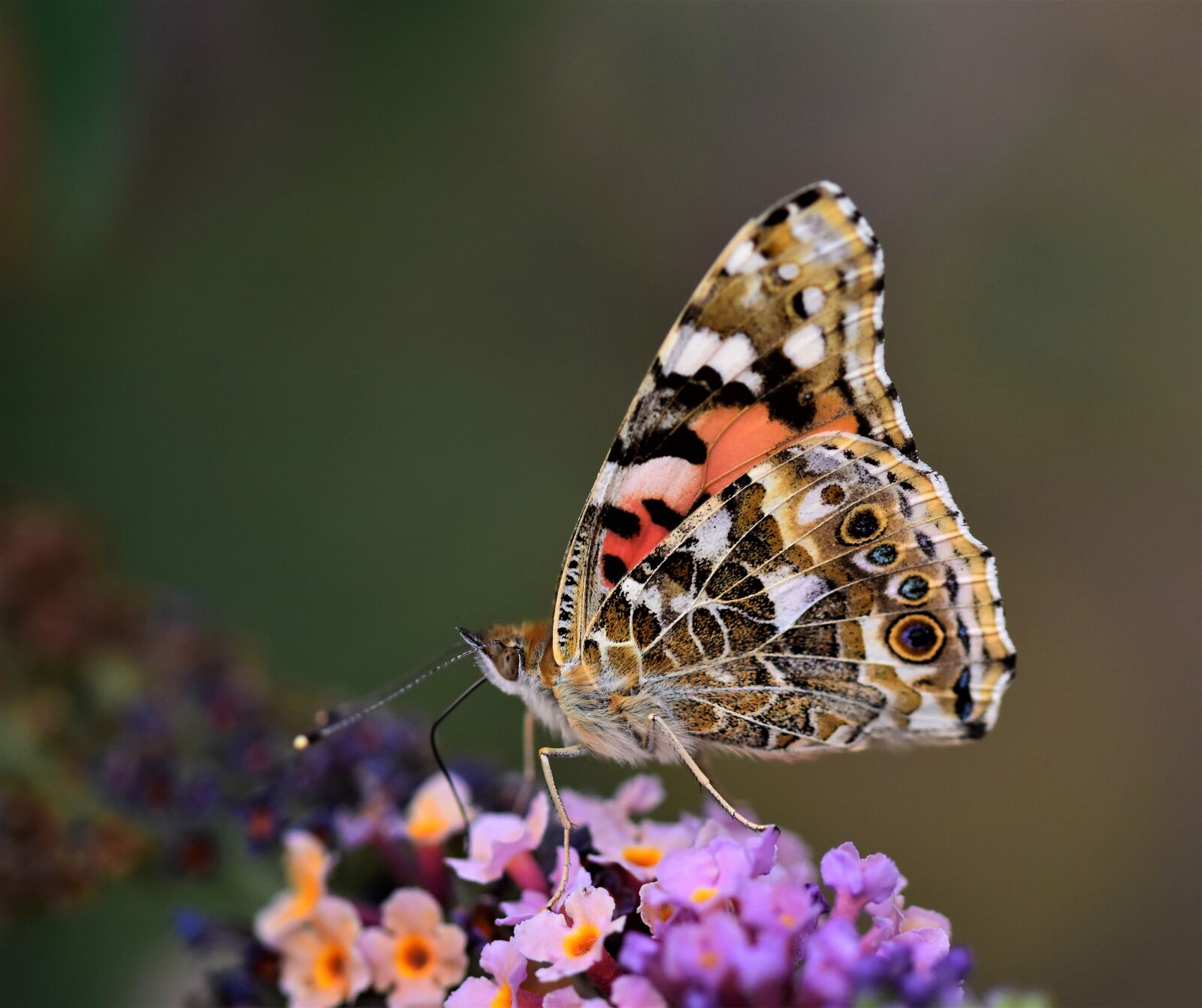 Nikon D5500 sample photo. Butterfly, nature, insect photography