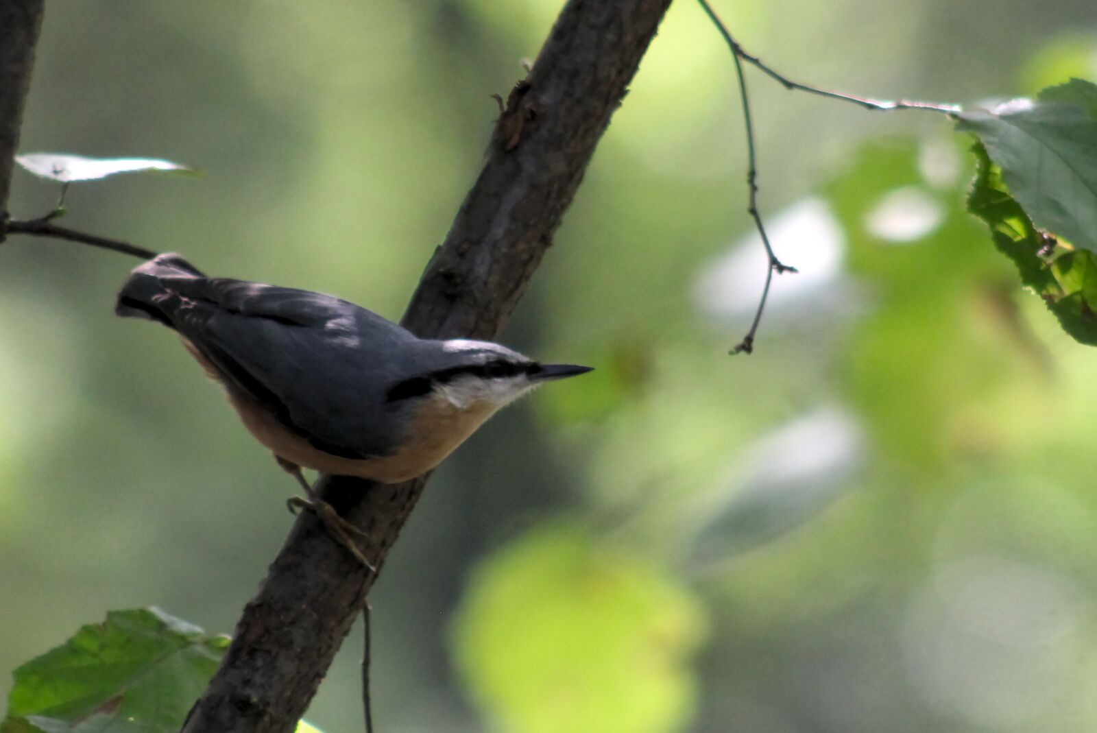 Canon EOS 550D (EOS Rebel T2i / EOS Kiss X4) sample photo. Kleiber, nature, bird photography