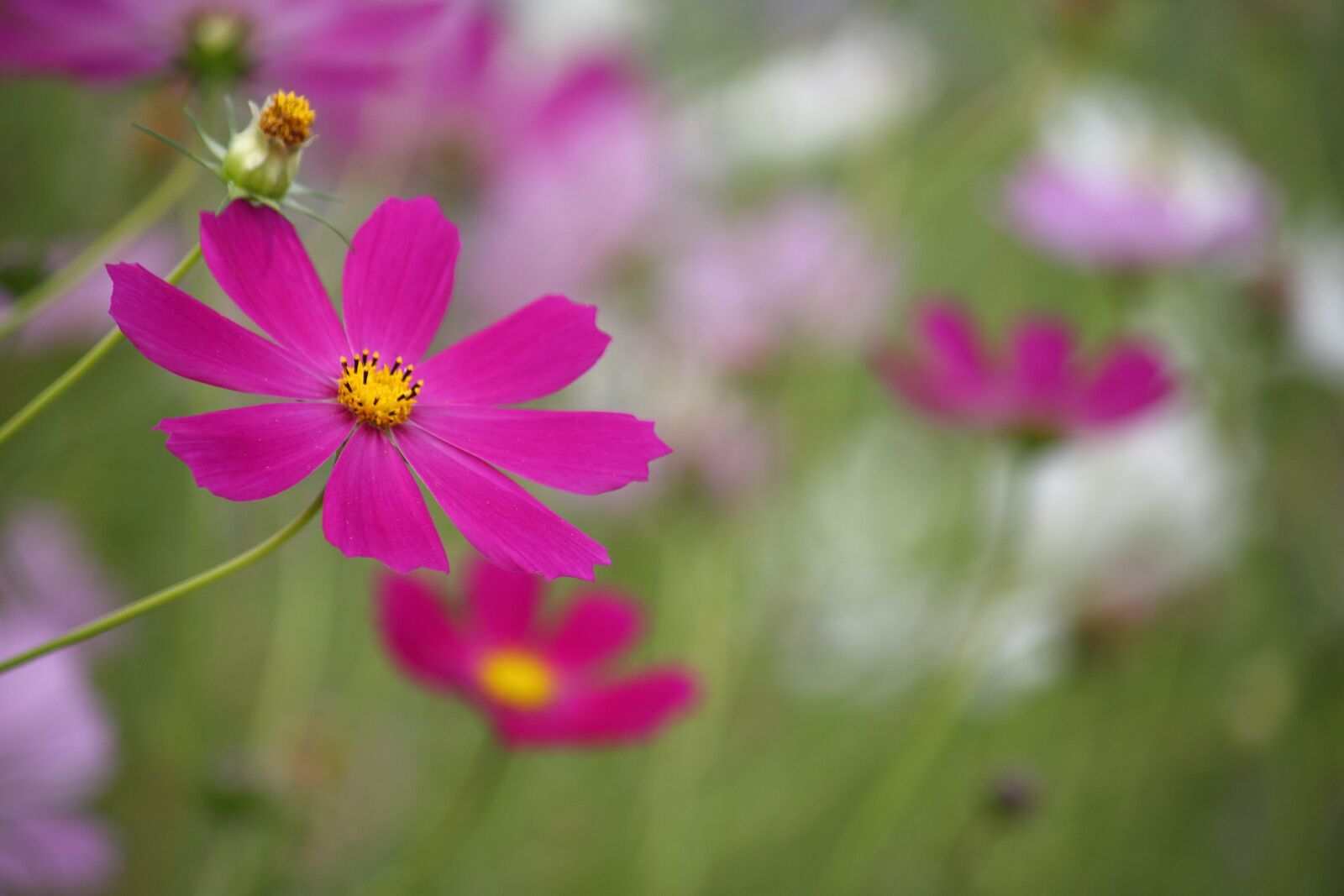 Canon EOS 50D sample photo. Cosmos, autumn, fall photography