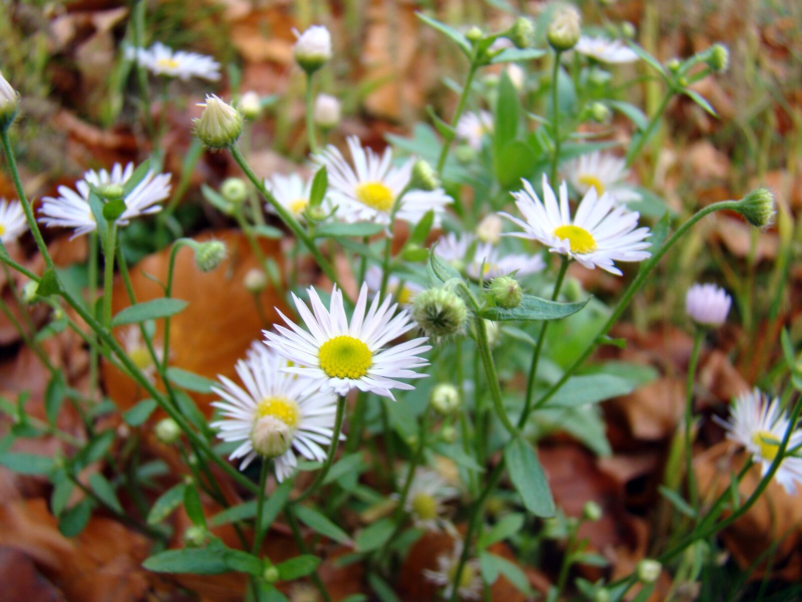 Sony Cyber-shot DSC-H50 sample photo. Flowers, white flowers, spring photography