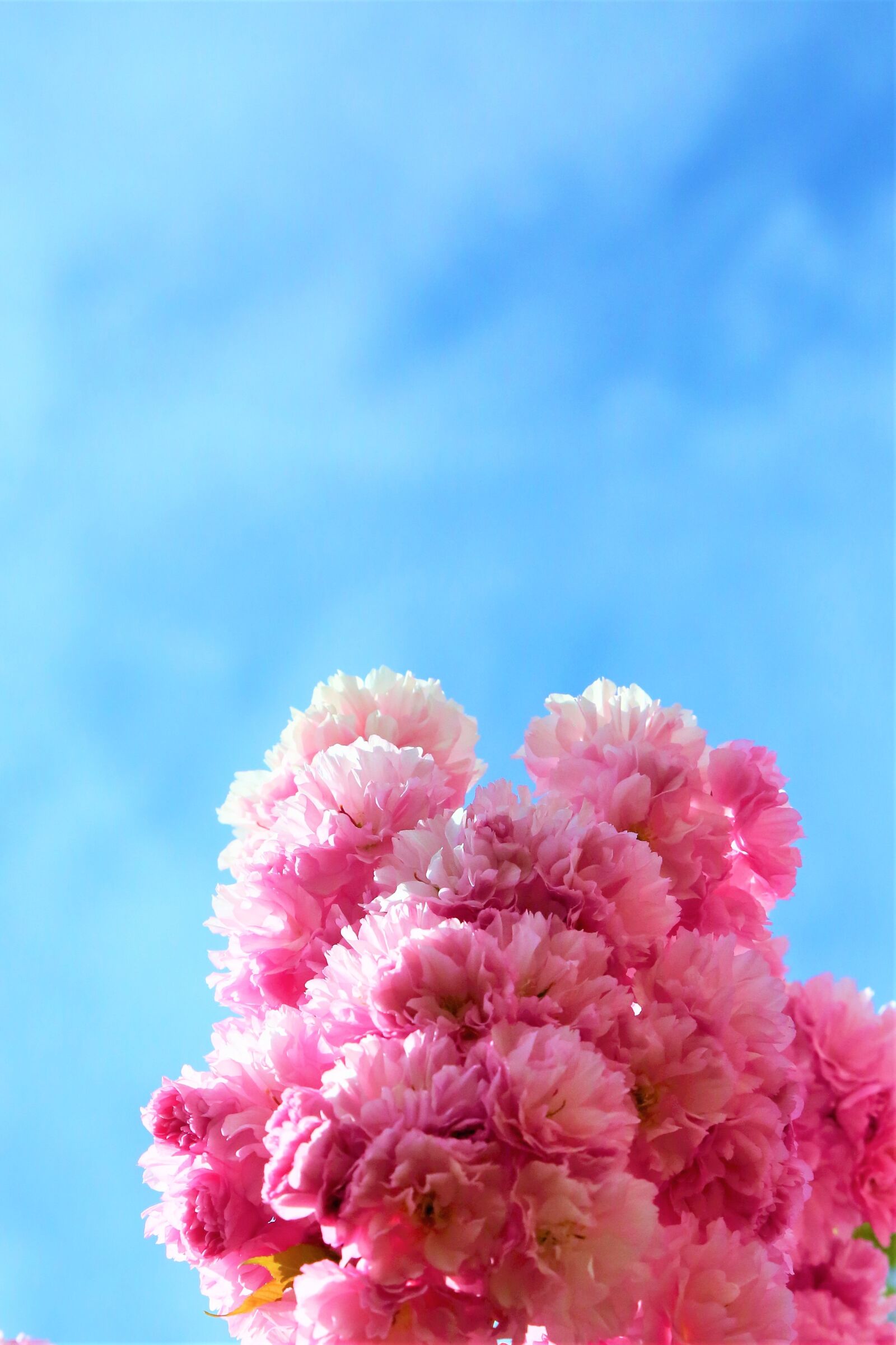 Canon EF 24-105mm F4L IS USM sample photo. Flowers, sakura, cherry blossoms photography
