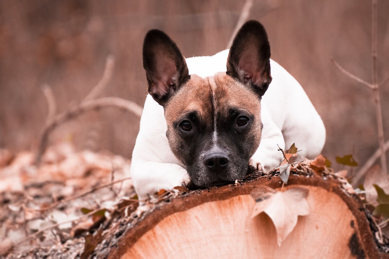 Nikon D3300 sample photo. Dog, animal, hybrid photography