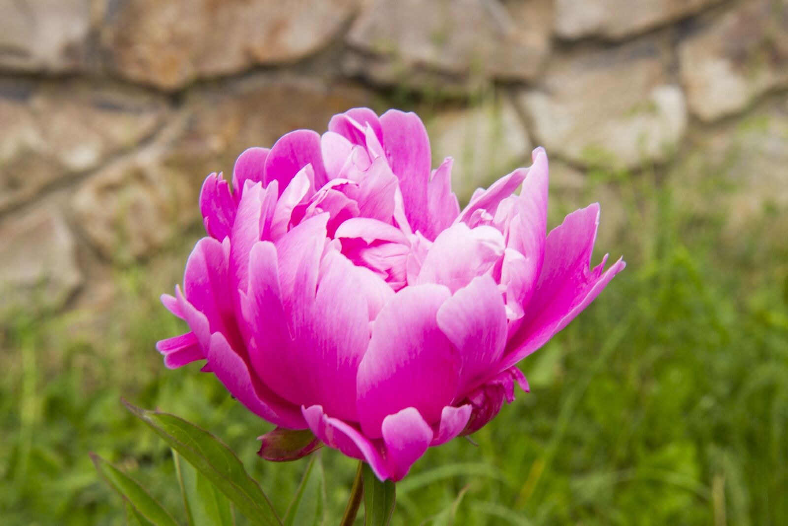 Canon EOS 700D (EOS Rebel T5i / EOS Kiss X7i) sample photo. Peony, peonies, summer photography