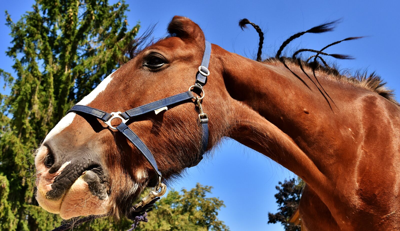 Nikon D7200 sample photo. Shire horse, horse, big photography