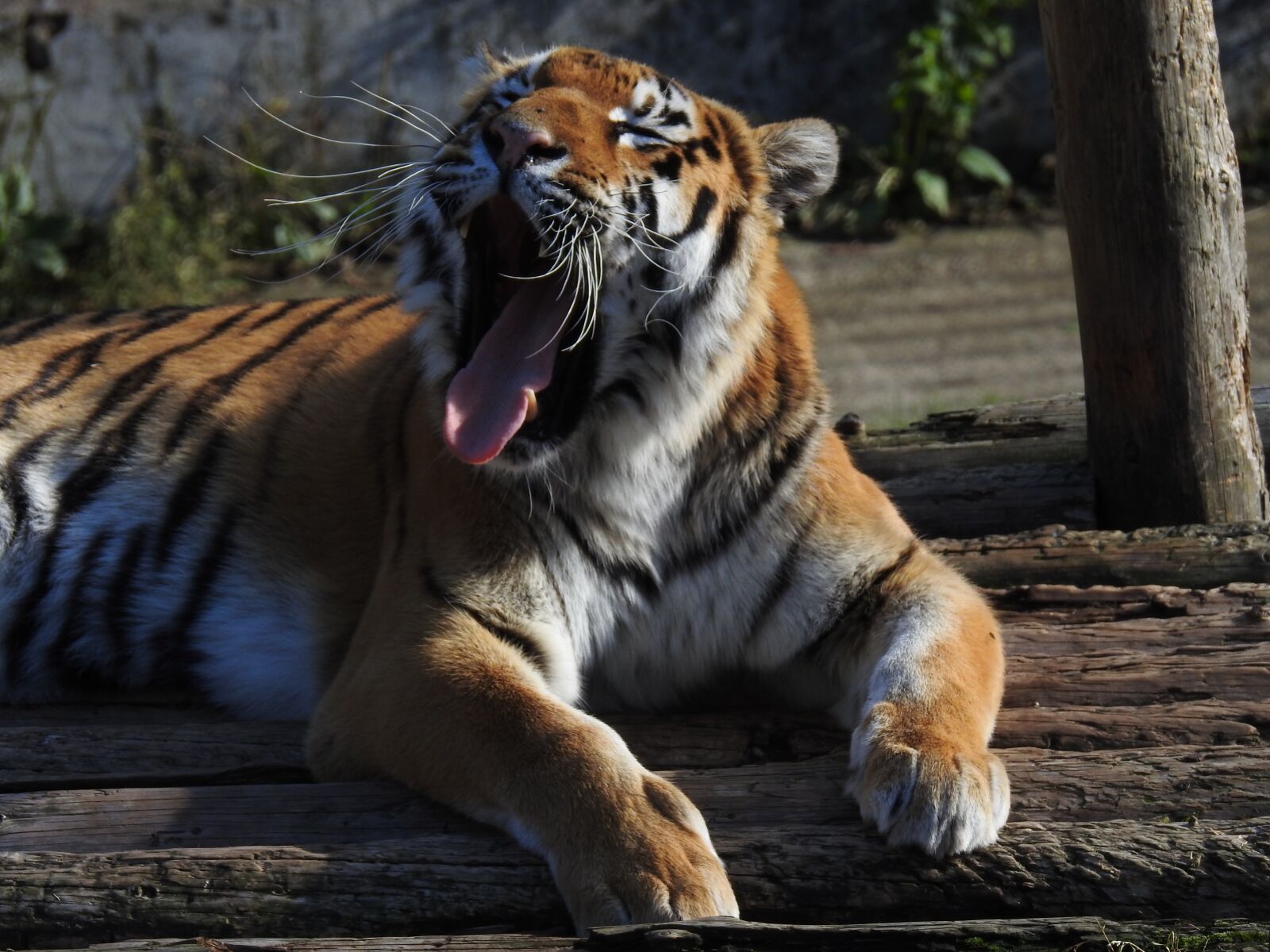 Nikon Coolpix P900 sample photo. Zoo, amur tiger, wildlife photography