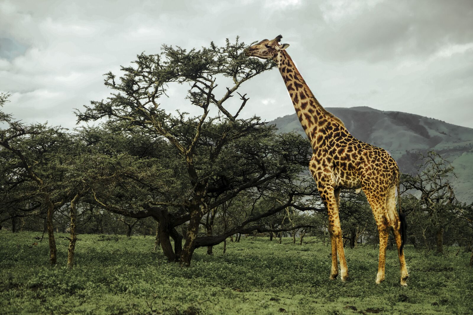 Sony a7R III + Sony Vario Tessar T* FE 24-70mm F4 ZA OSS sample photo. Giraffe, savannah, africa photography